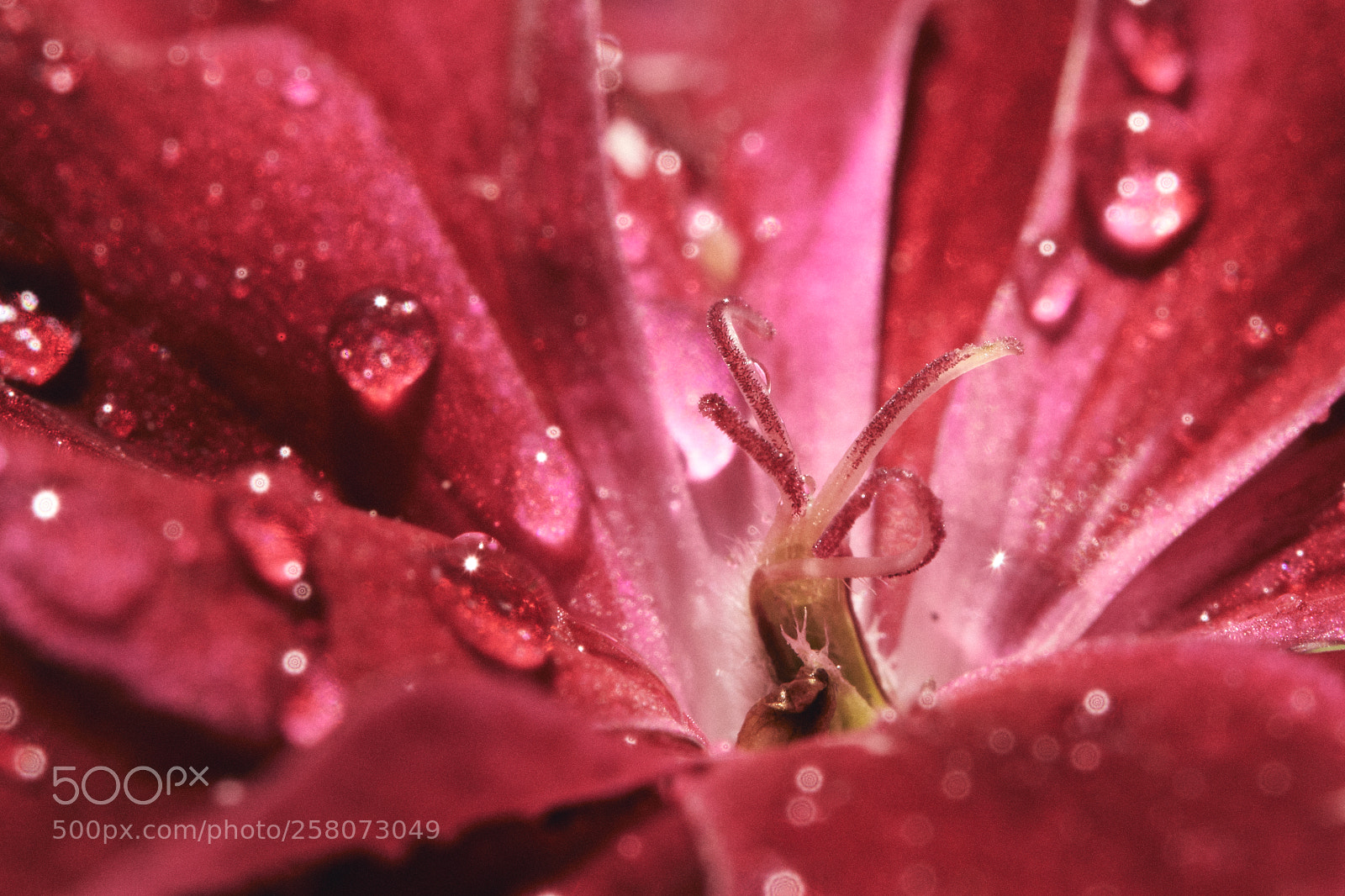 Canon EOS 80D sample photo. Untitled photography