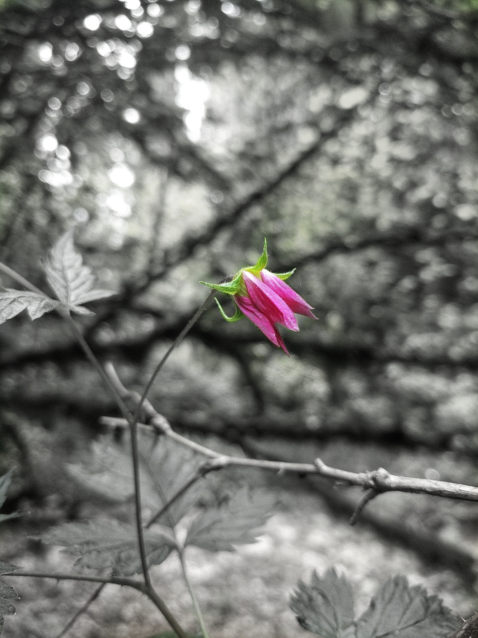 Google Pixel XL sample photo. Flora xvi photography