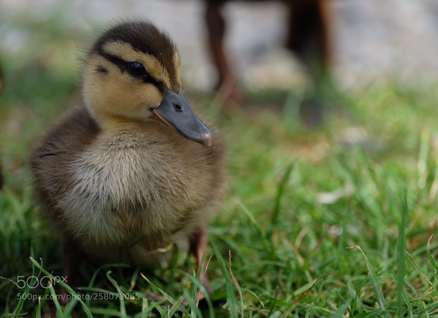 Fujifilm X-T10 sample photo. Baby duck at zaanse photography