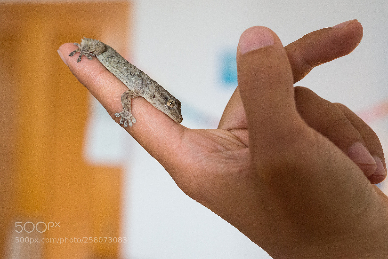 Nikon D610 sample photo. Untitled photography