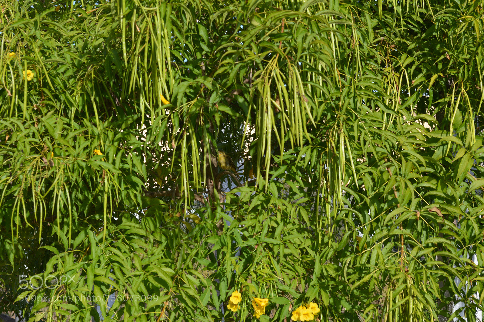 Nikon D3200 sample photo. Bird photography