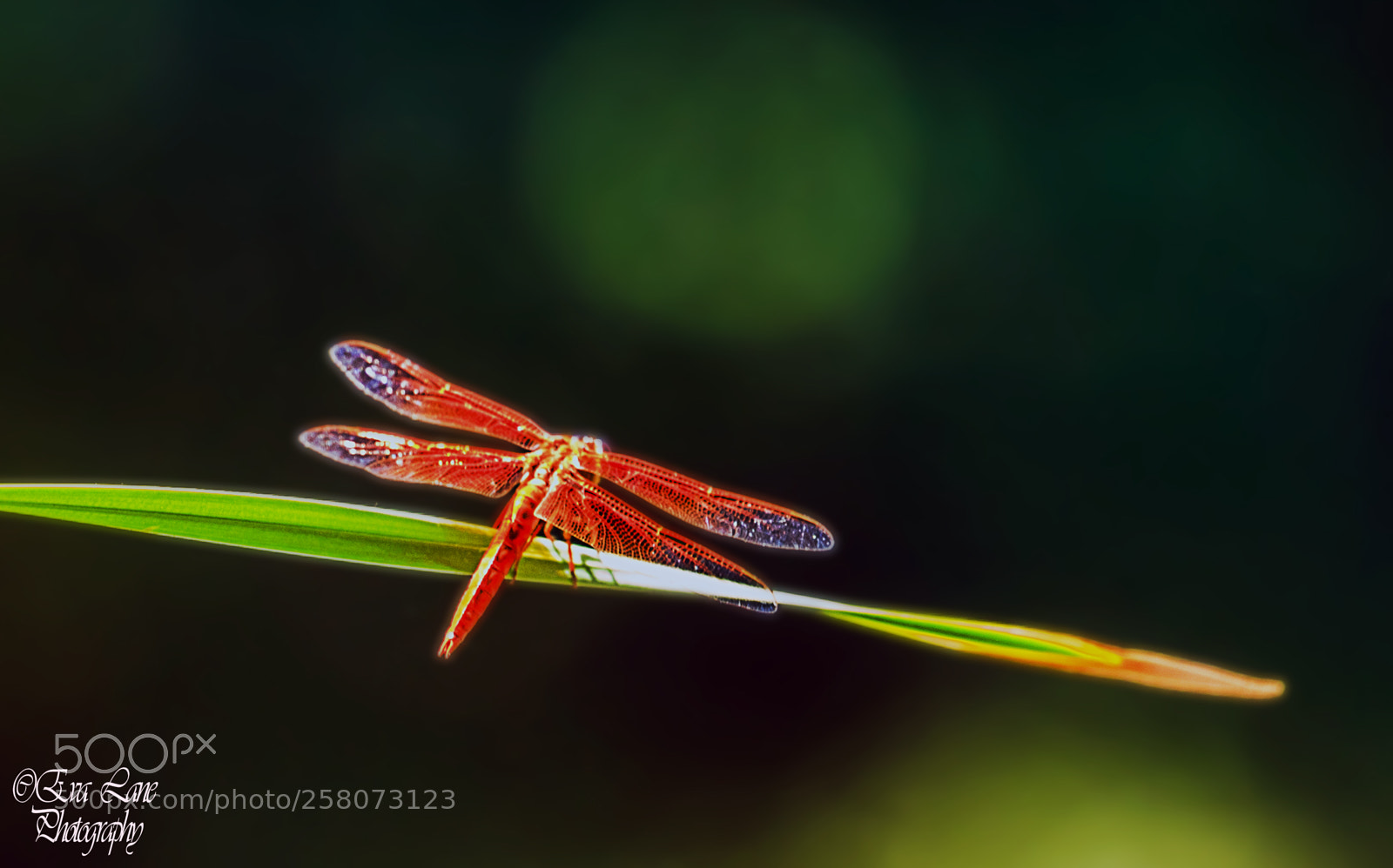 Canon EOS 6D sample photo. Fiery fly photography