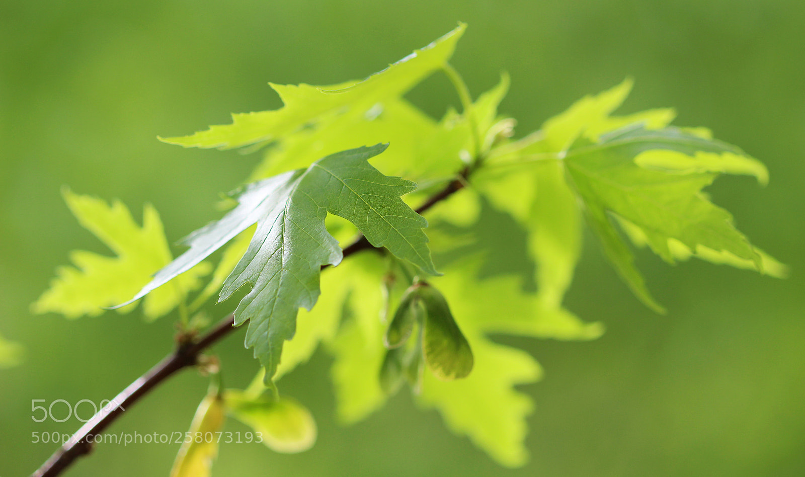 Canon EOS 600D (Rebel EOS T3i / EOS Kiss X5) sample photo. Young maple photography
