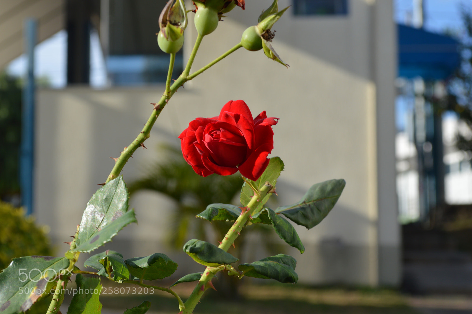 Nikon D3200 sample photo. Flowers photography