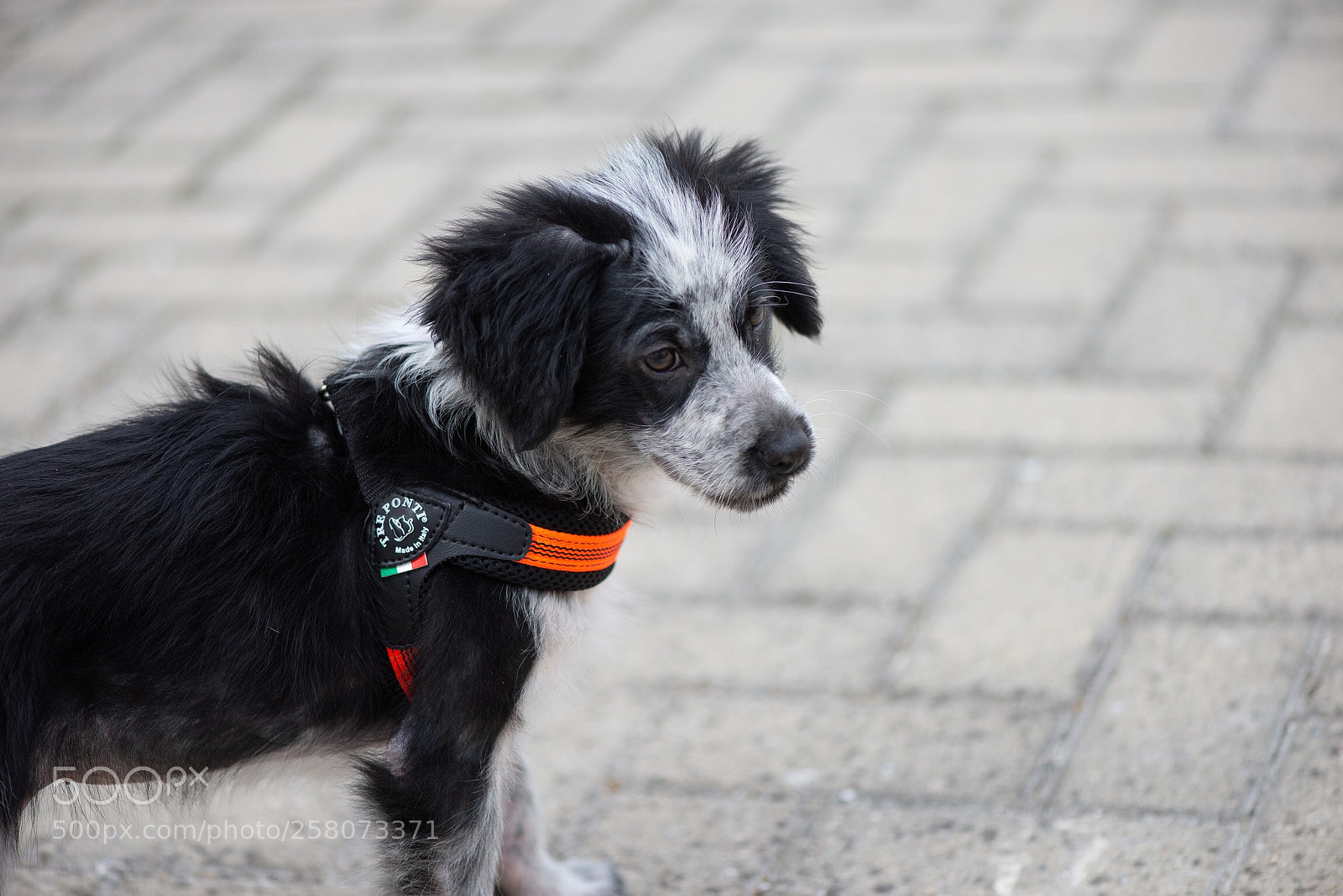 Nikon D610 sample photo. My dog 2 photography