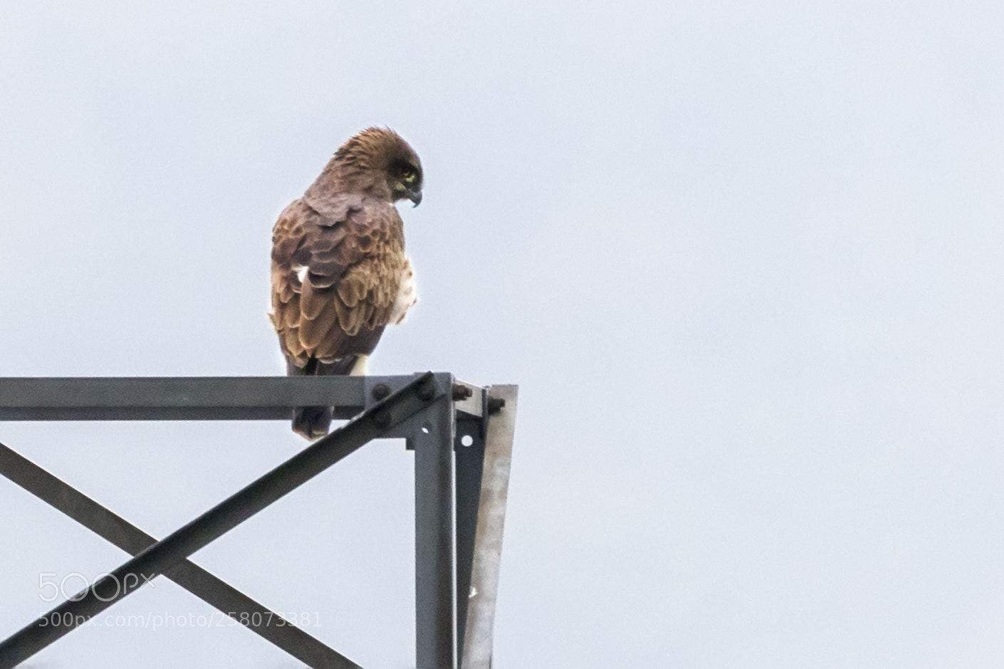 Canon EOS 80D sample photo. Guila culebrera - short-toed photography