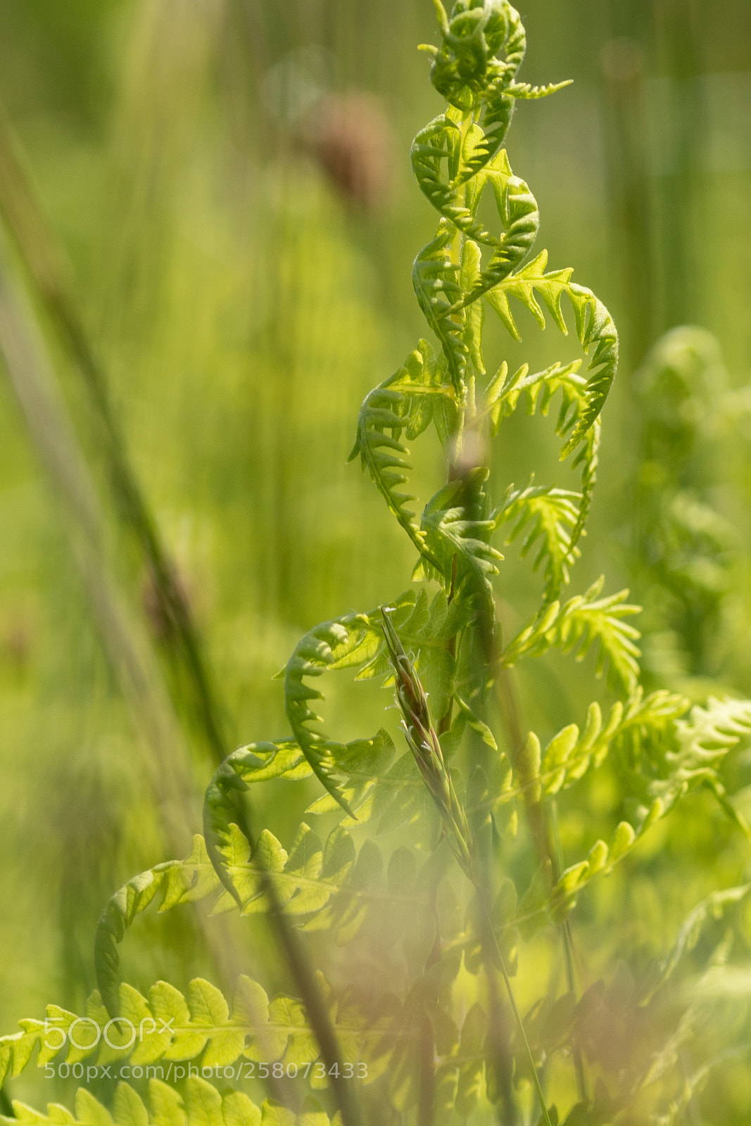 Sony ILCA-77M2 sample photo. A bit more spring photography