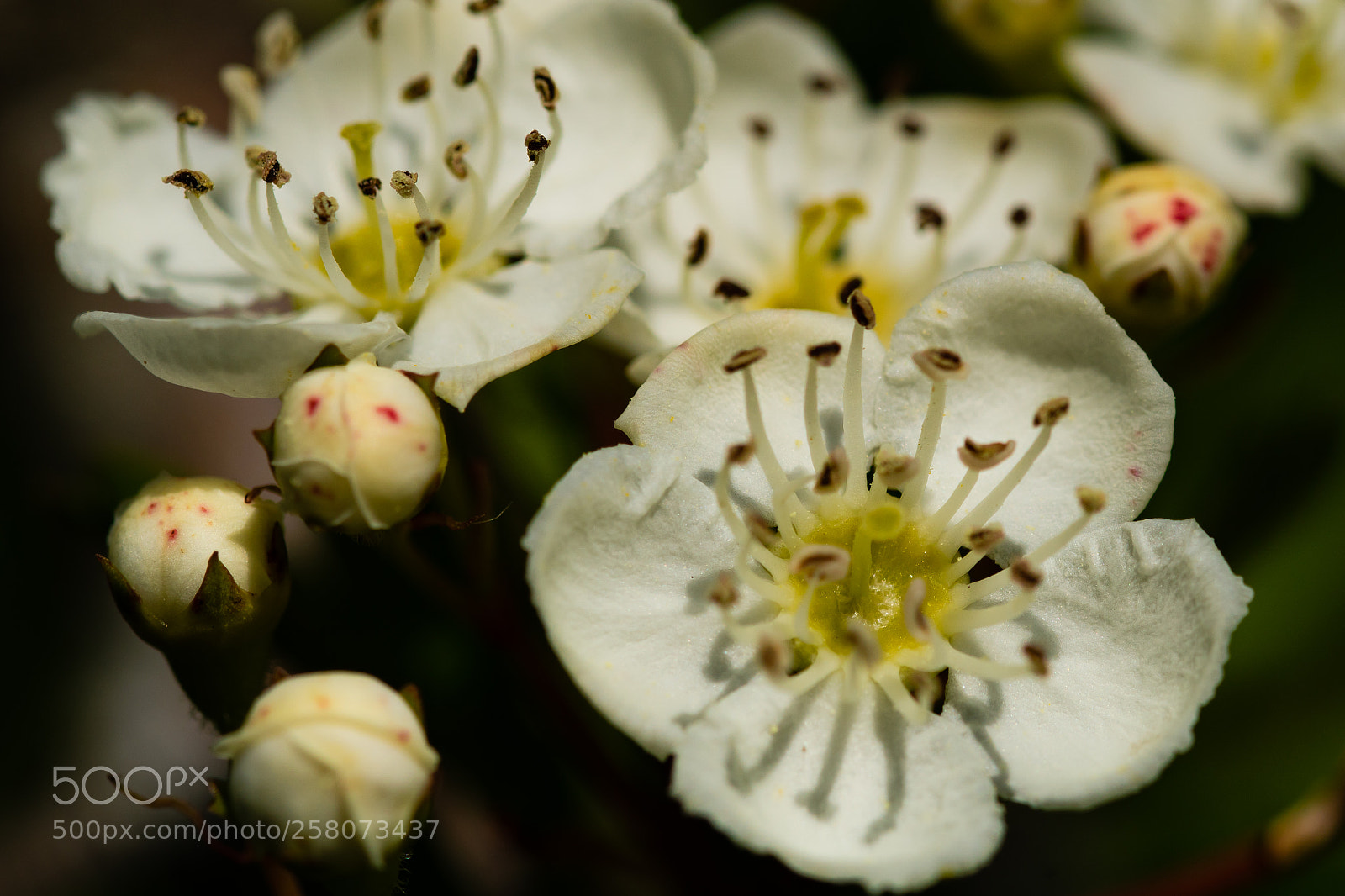 Sony ILCA-77M2 sample photo. A bit more spring photography