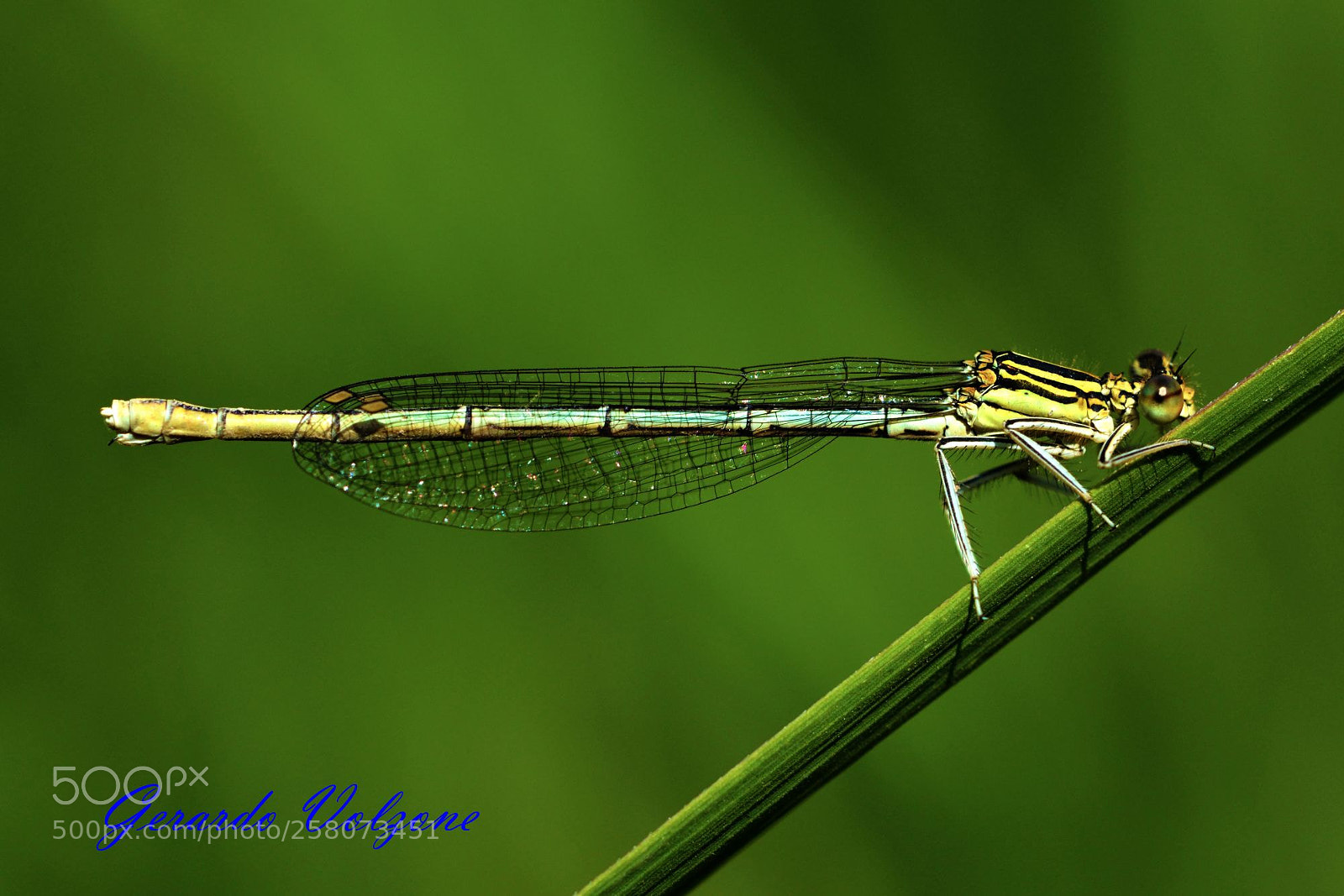 Nikon D7100 sample photo. Dsc photography