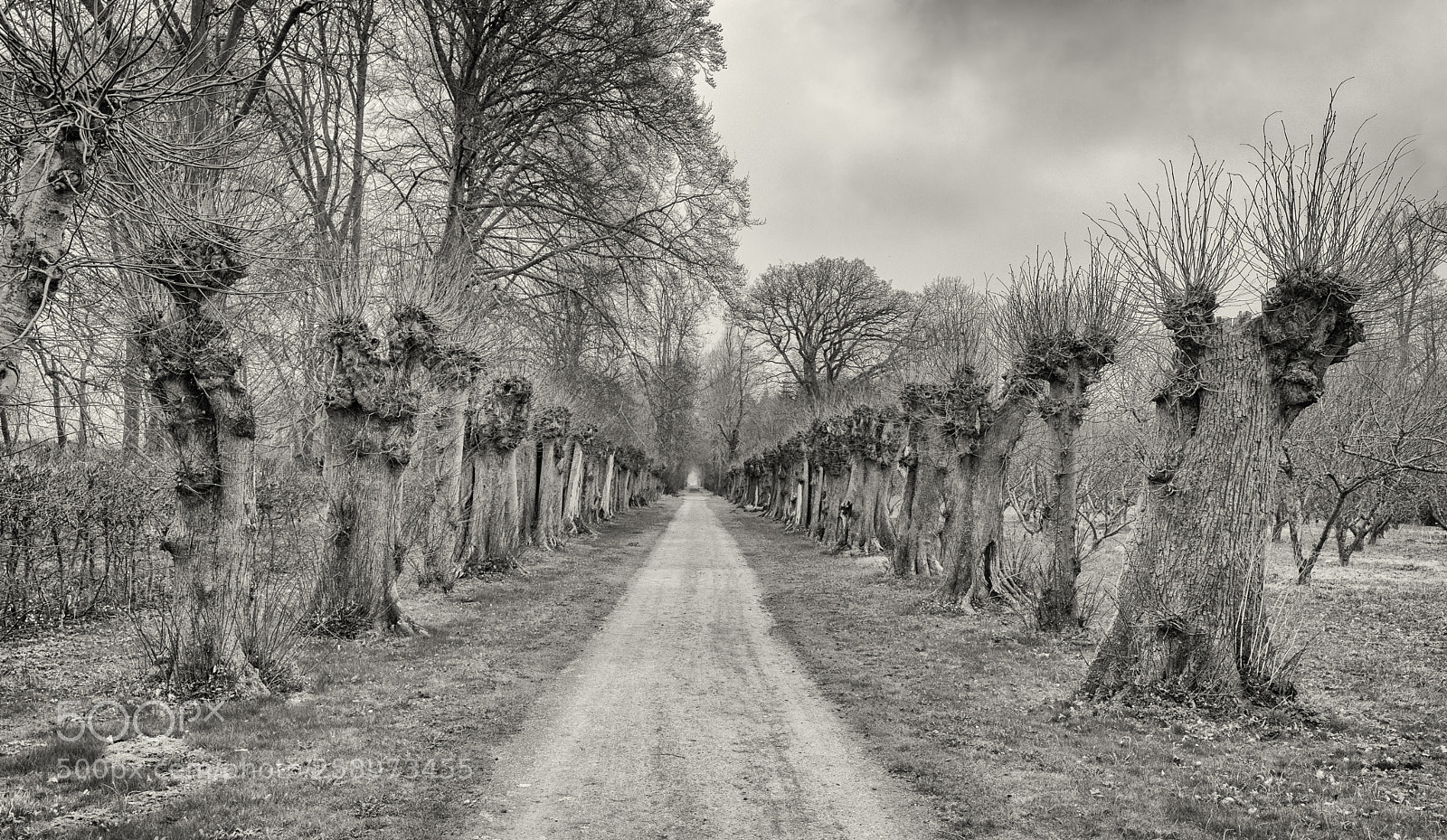 Sony a7 II sample photo. The path photography