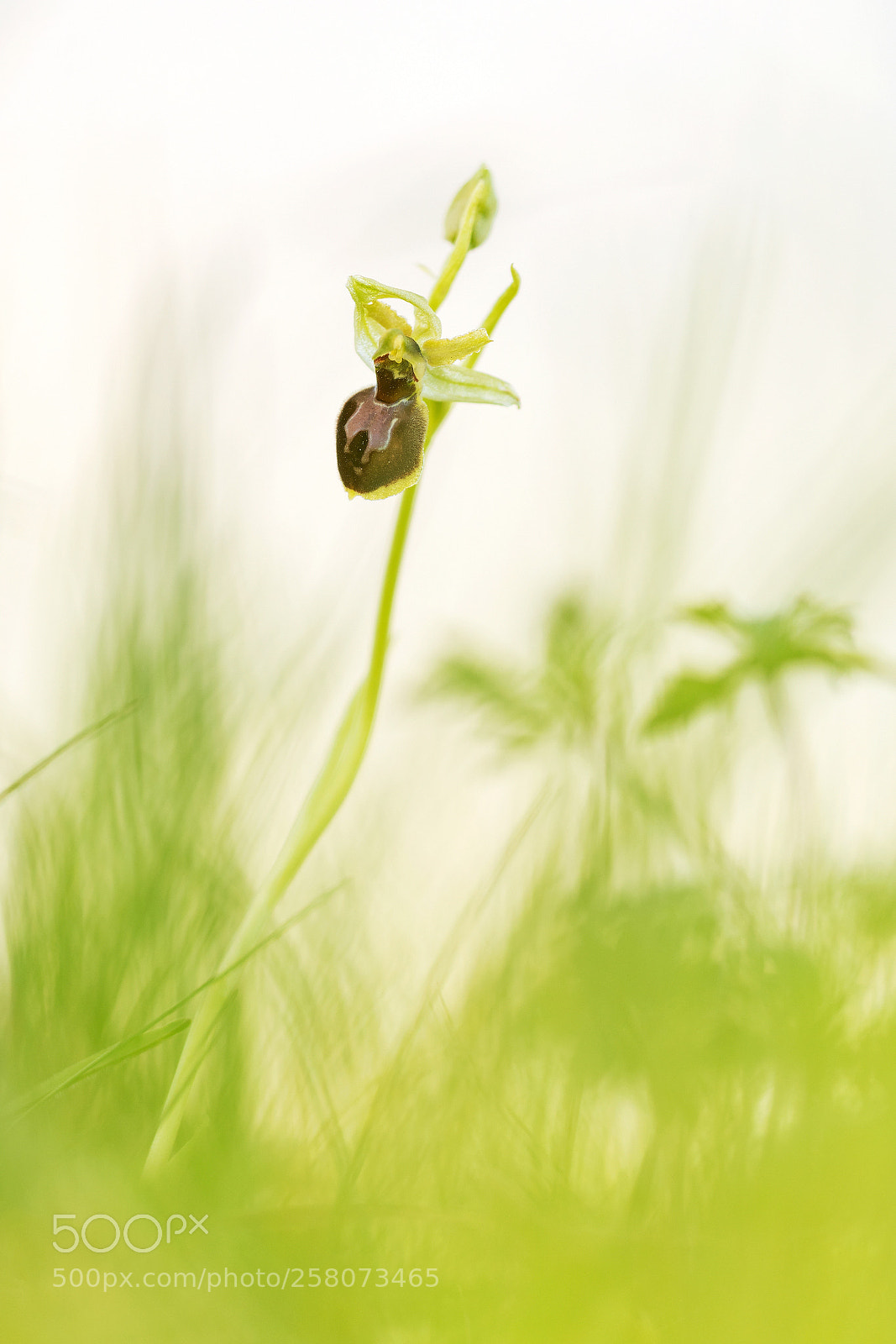 Nikon D500 sample photo. Ophrys araneola photography
