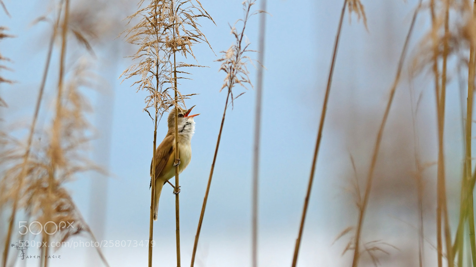 Nikon D7100 sample photo. Great reed warbler photography