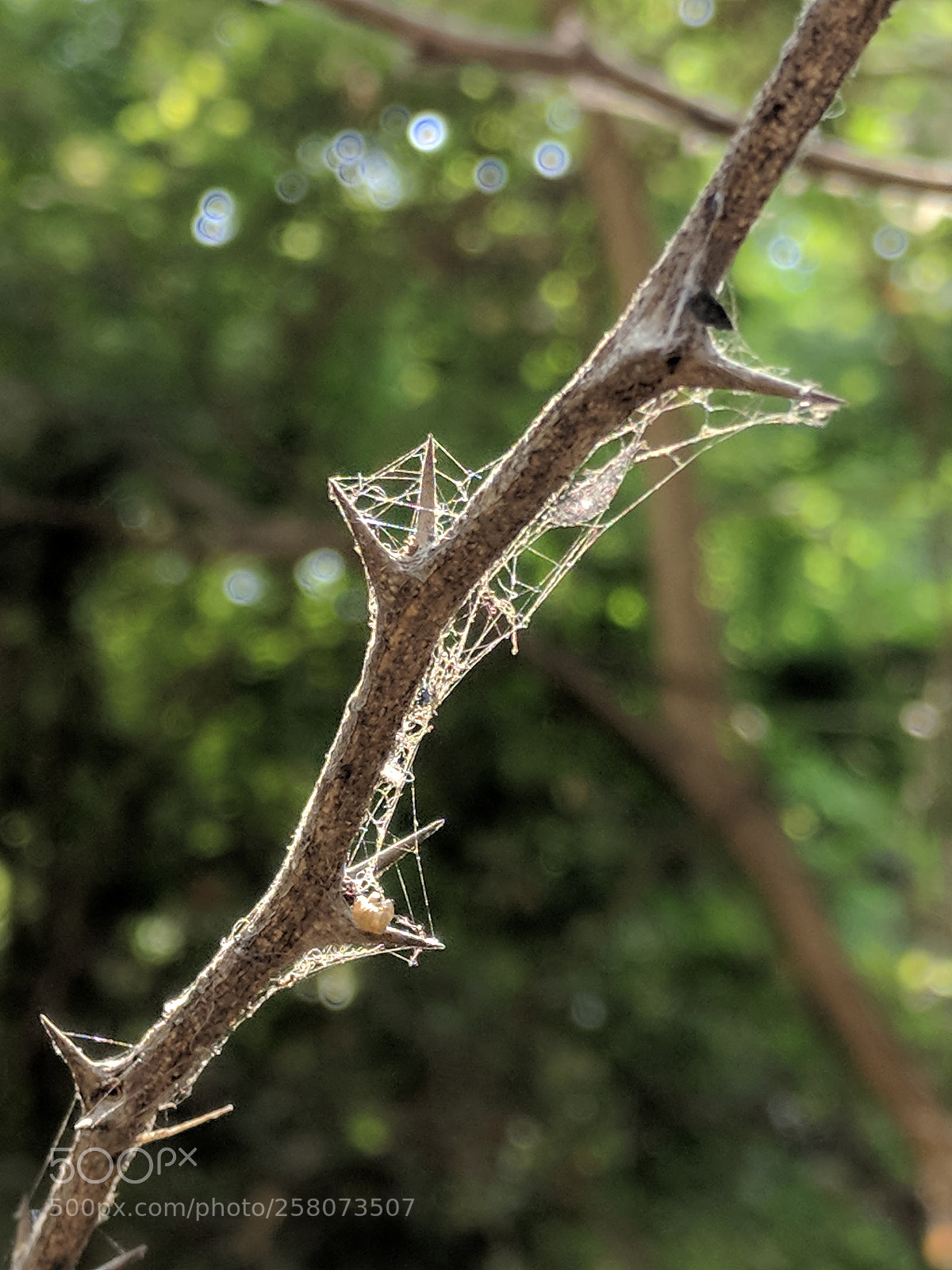OnePlus A3003 sample photo. Spidy branch photography