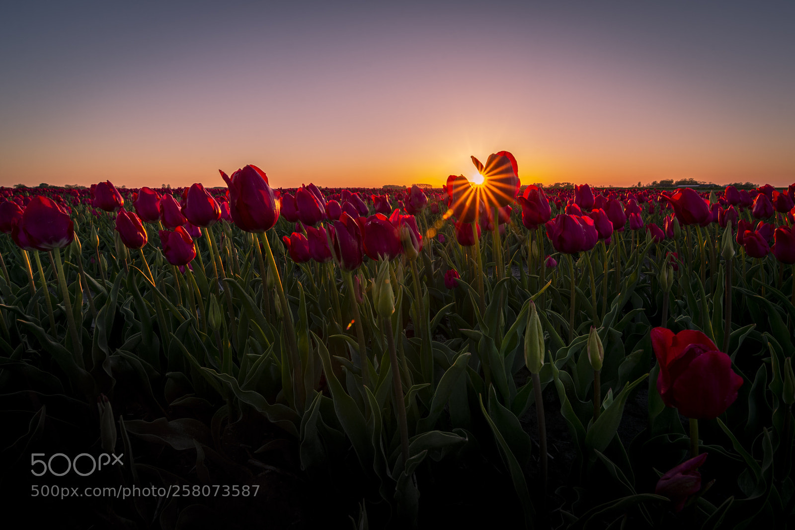 Nikon D7100 sample photo. Tulips photography