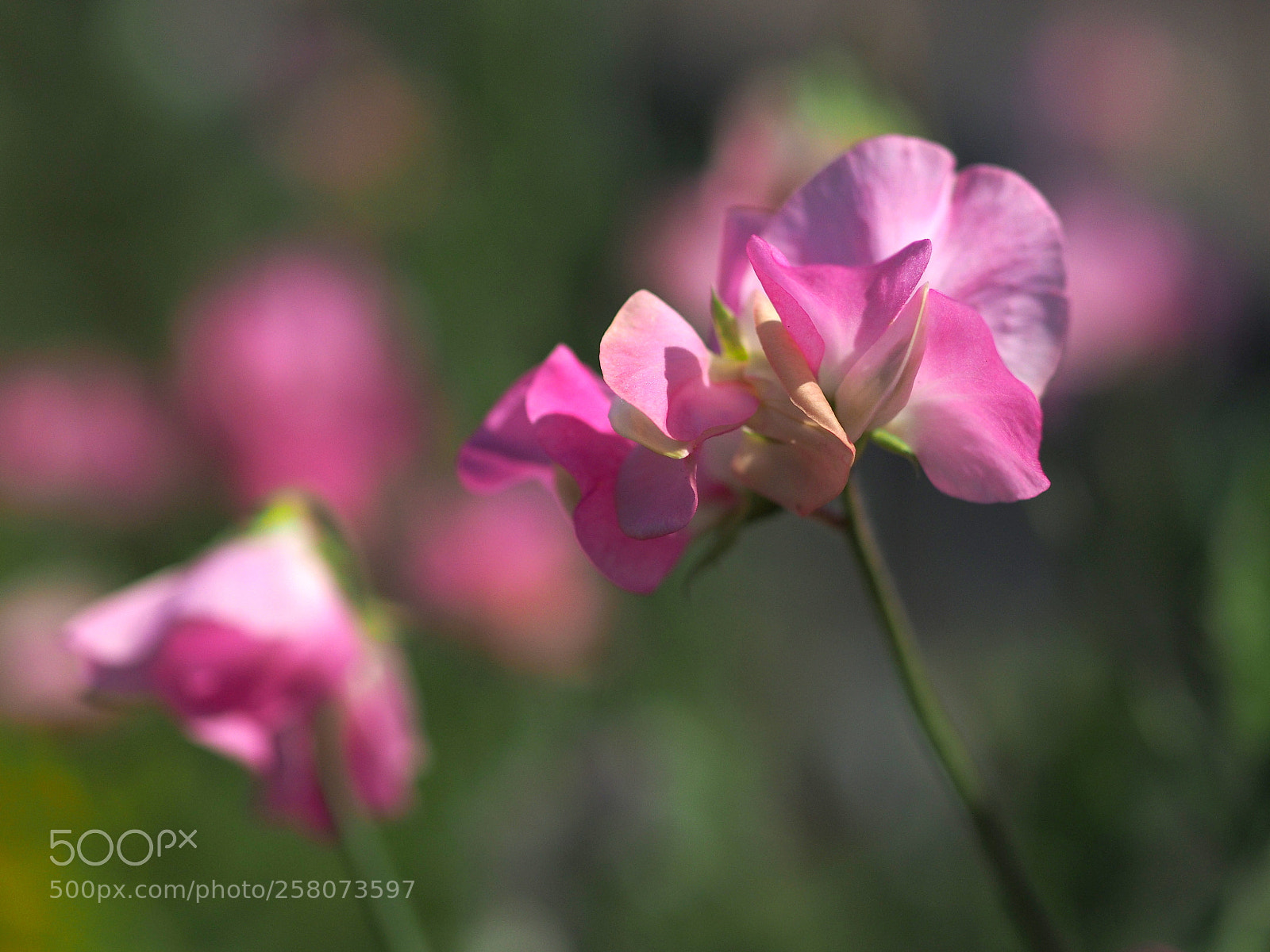 Olympus OM-D E-M1 sample photo. Pink's sweet pea photography