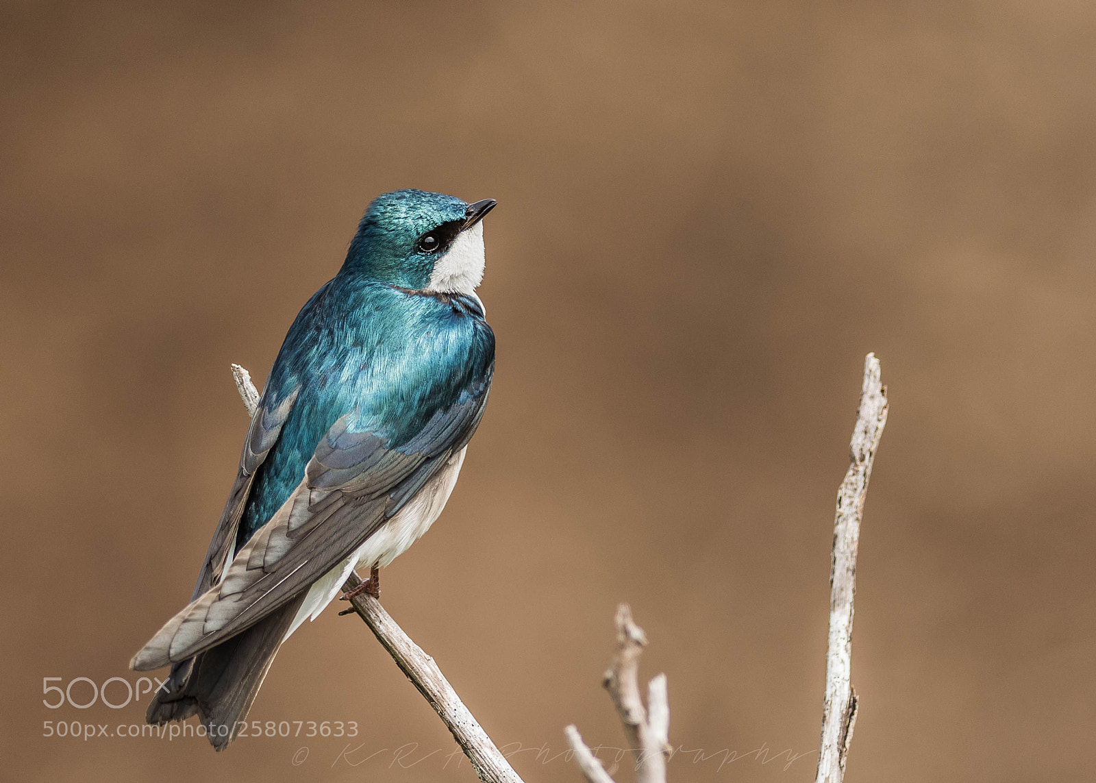 Nikon D7200 sample photo. Tree swallow photography