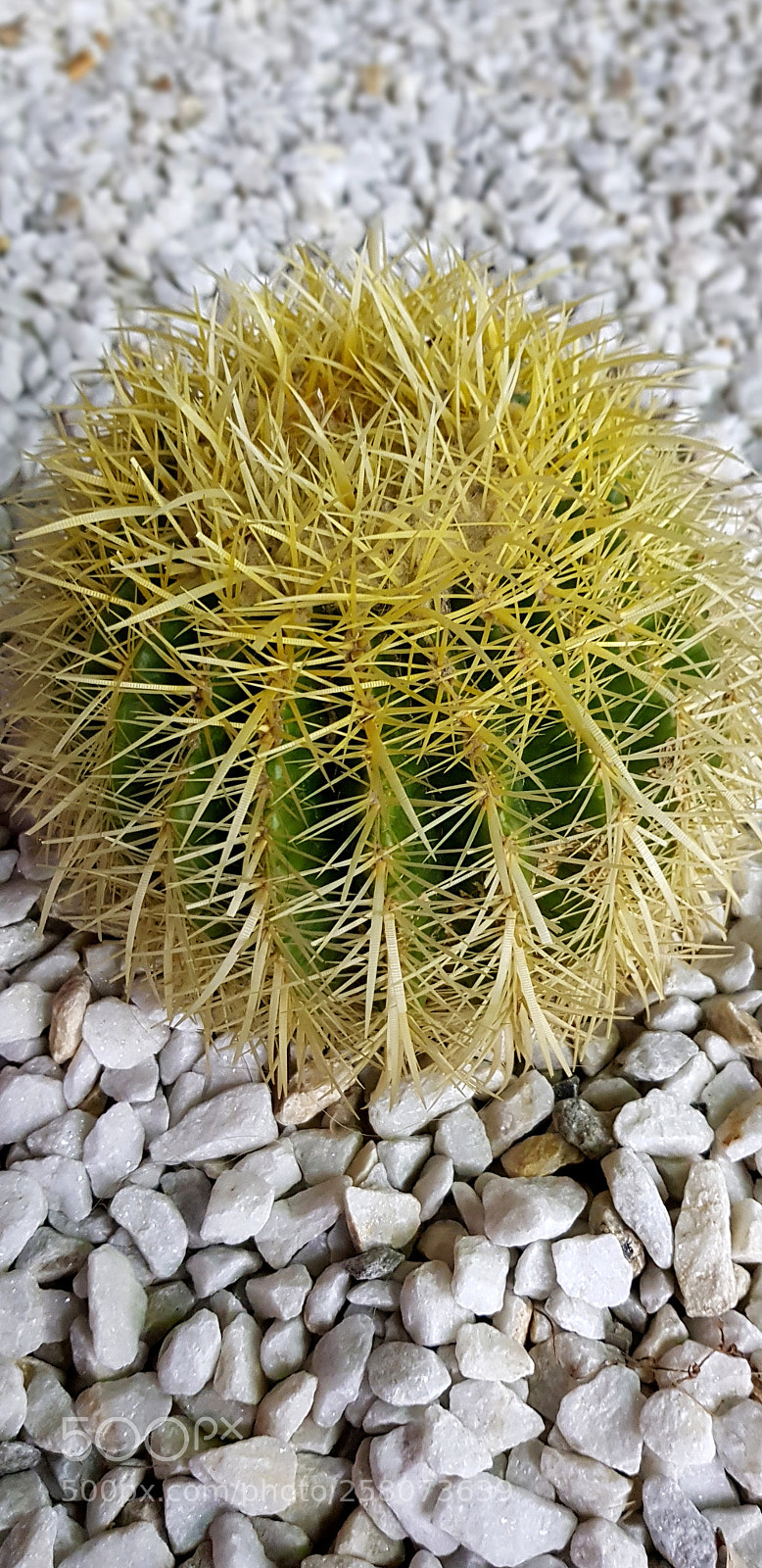 Samsung Galaxy S8 sample photo. Little cactus photography