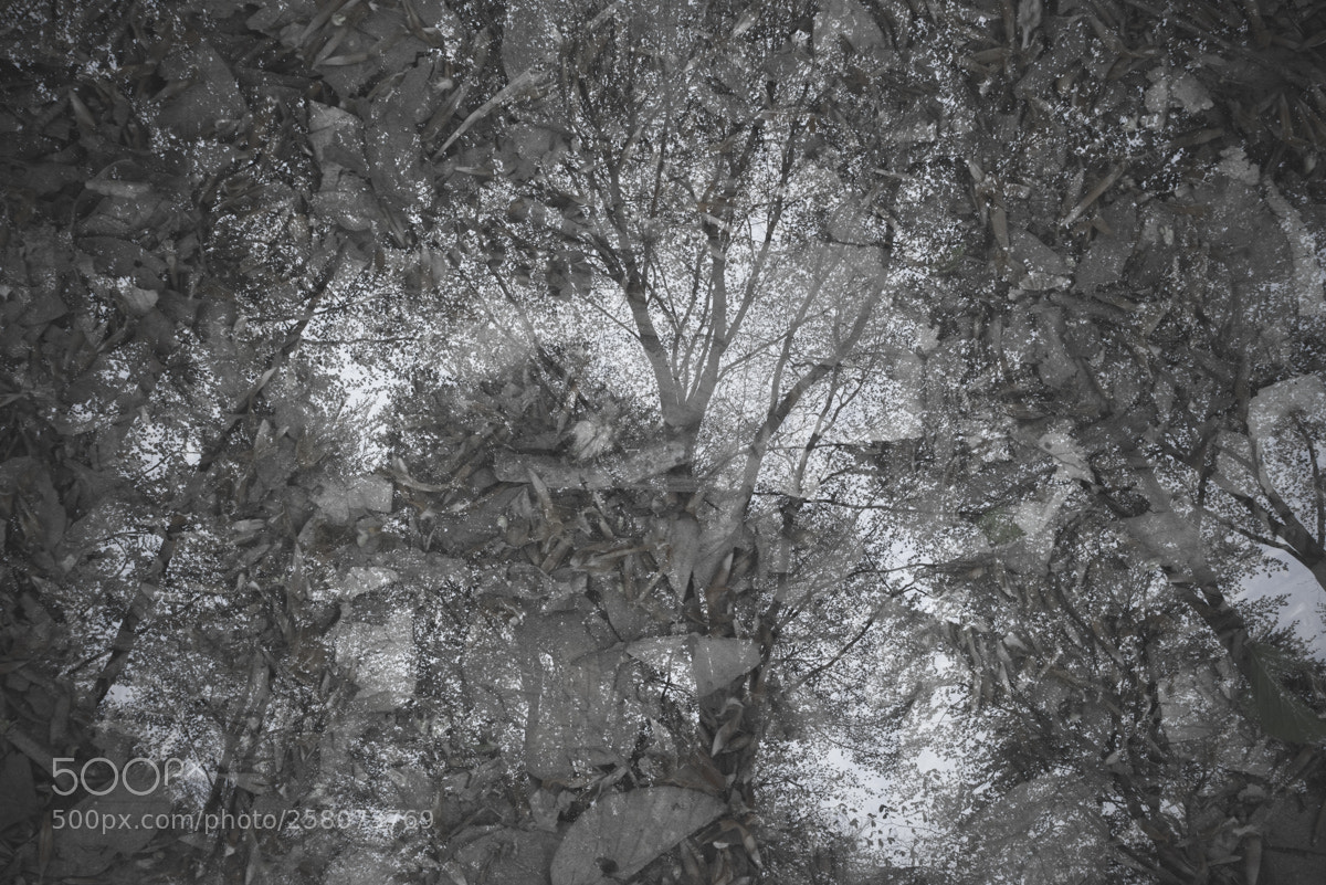 Nikon D800 sample photo. Micheldever woods photography