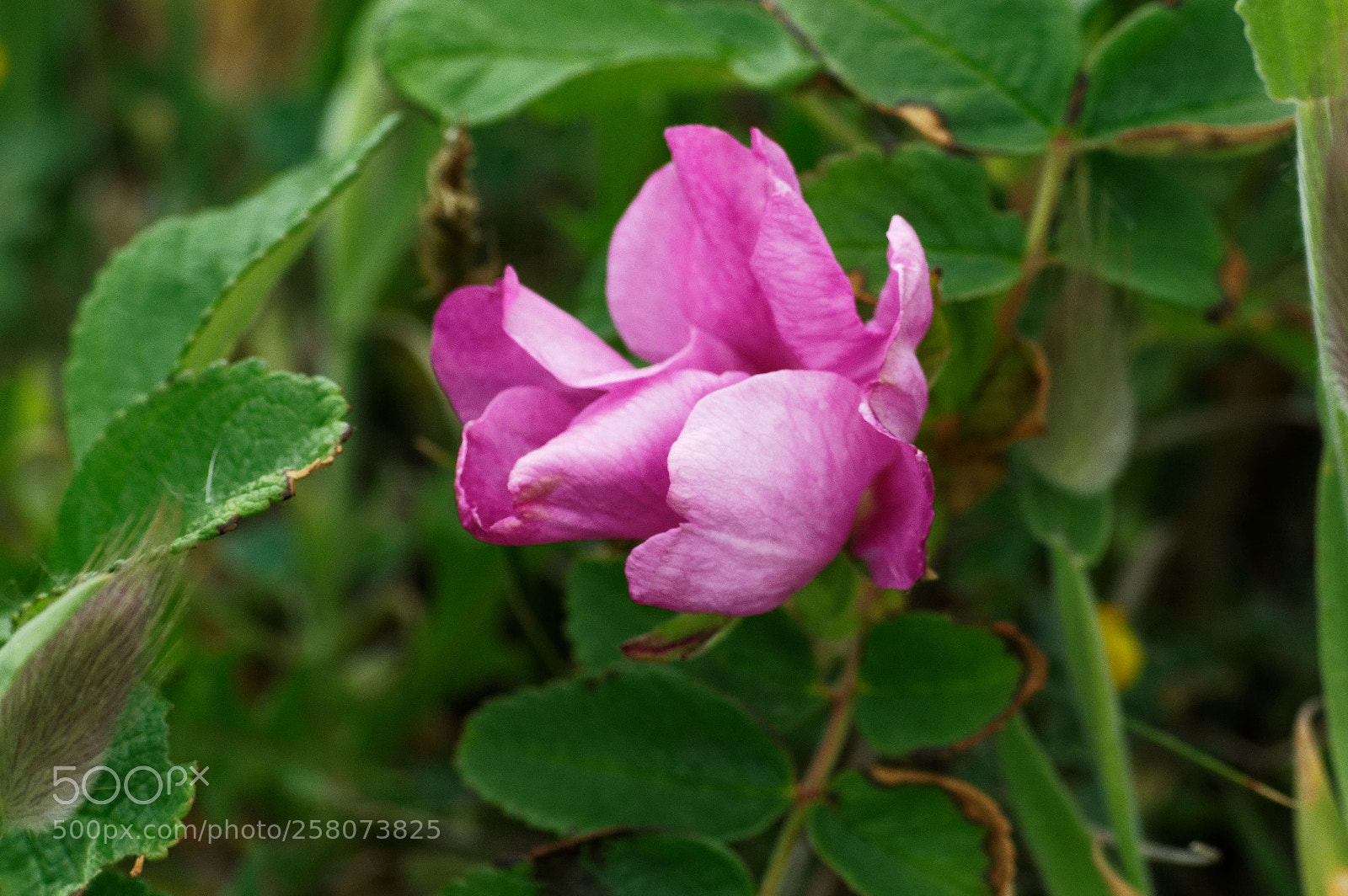 Pentax K-3 sample photo. Rose évidemment ! photography