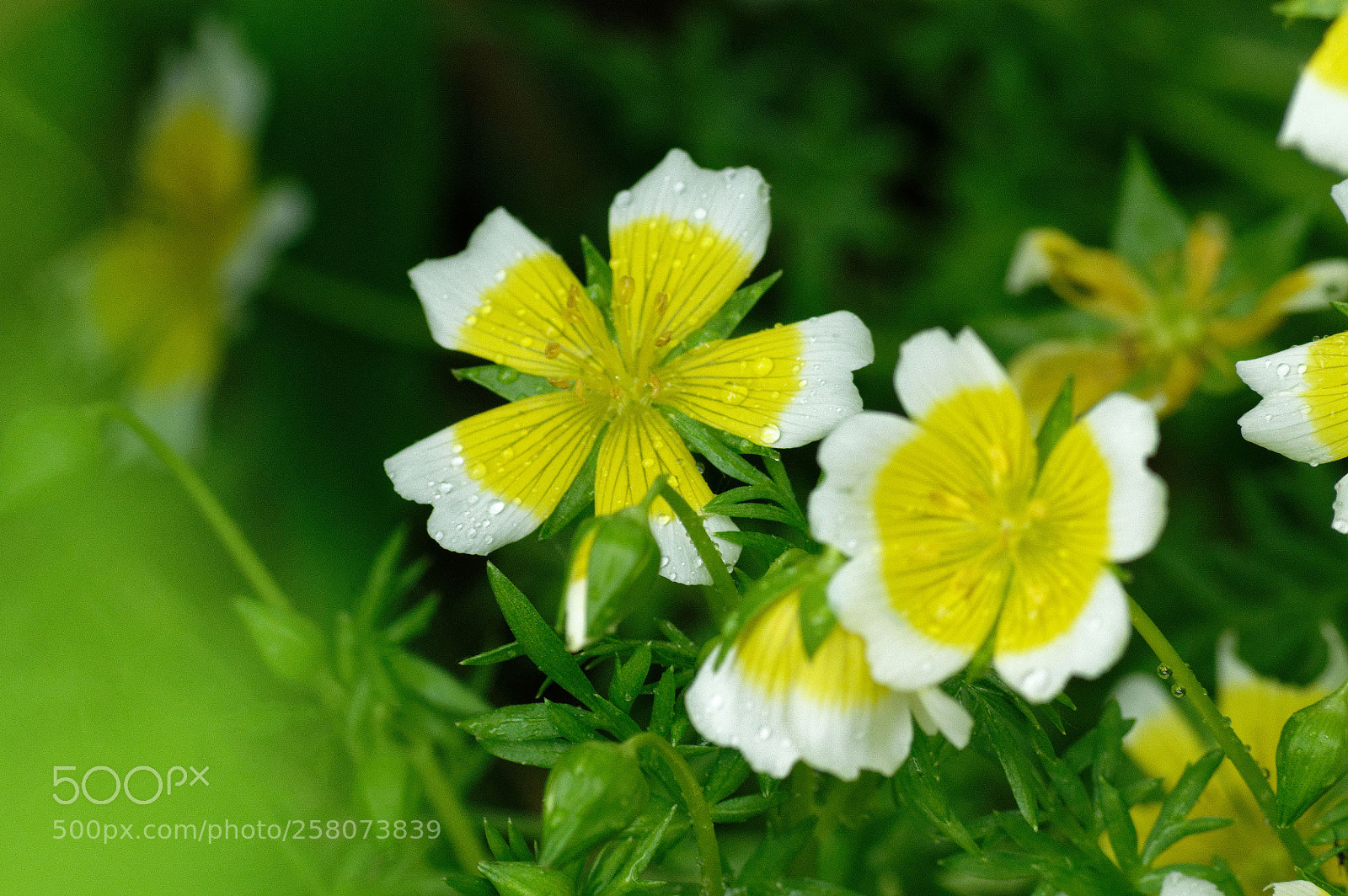 Pentax K-3 sample photo. Cinq p tales blancs photography