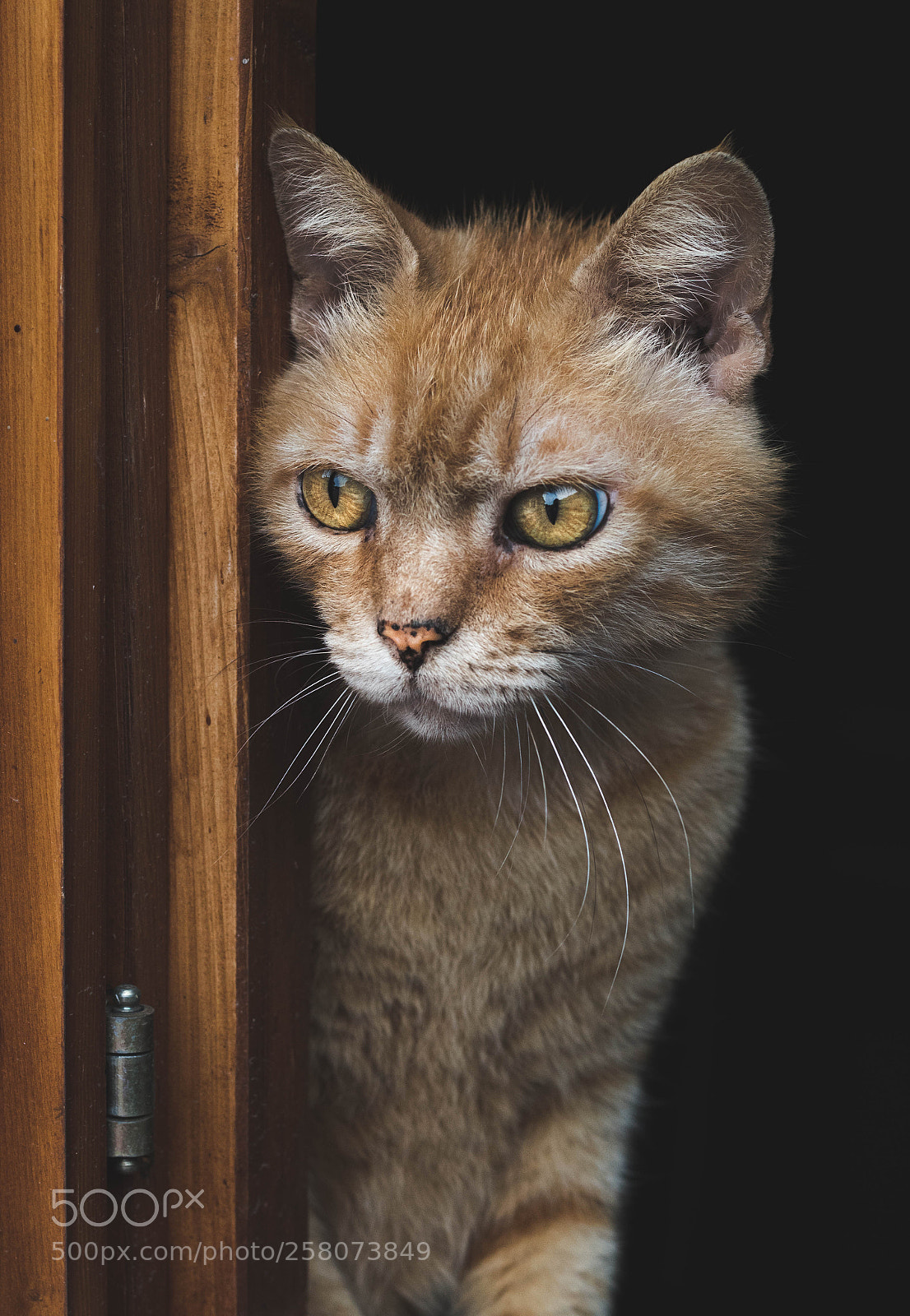 Canon EOS 1300D (EOS Rebel T6 / EOS Kiss X80) sample photo. Red cat photography
