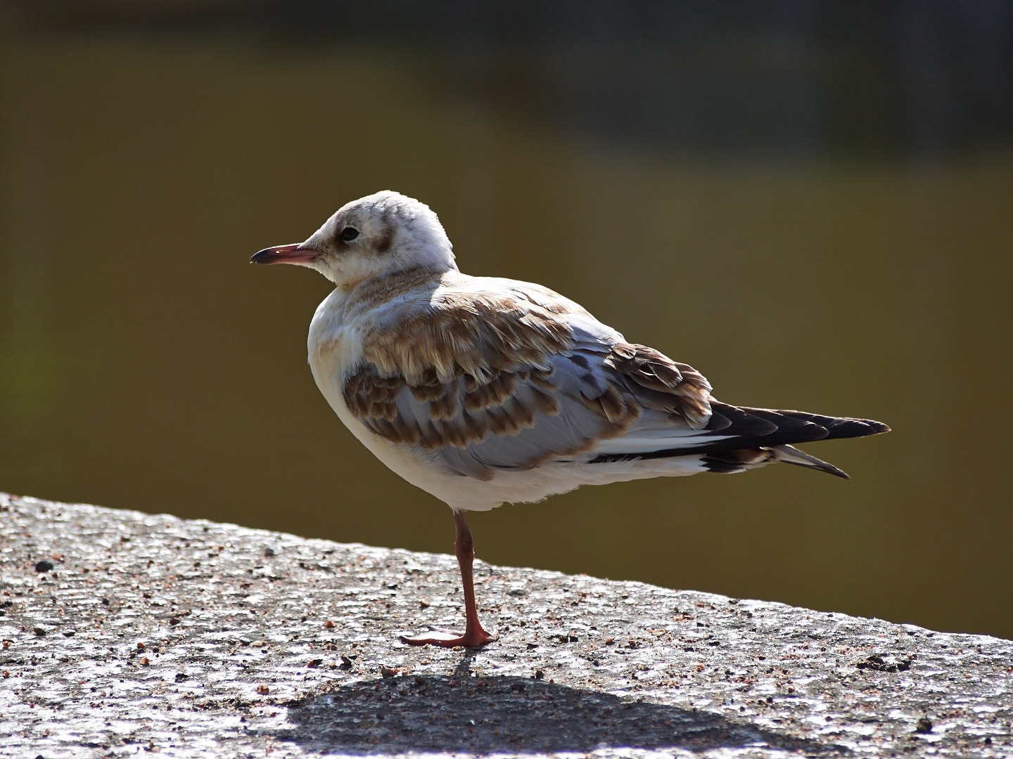 Olympus PEN E-PL5 sample photo. One legged bird photography