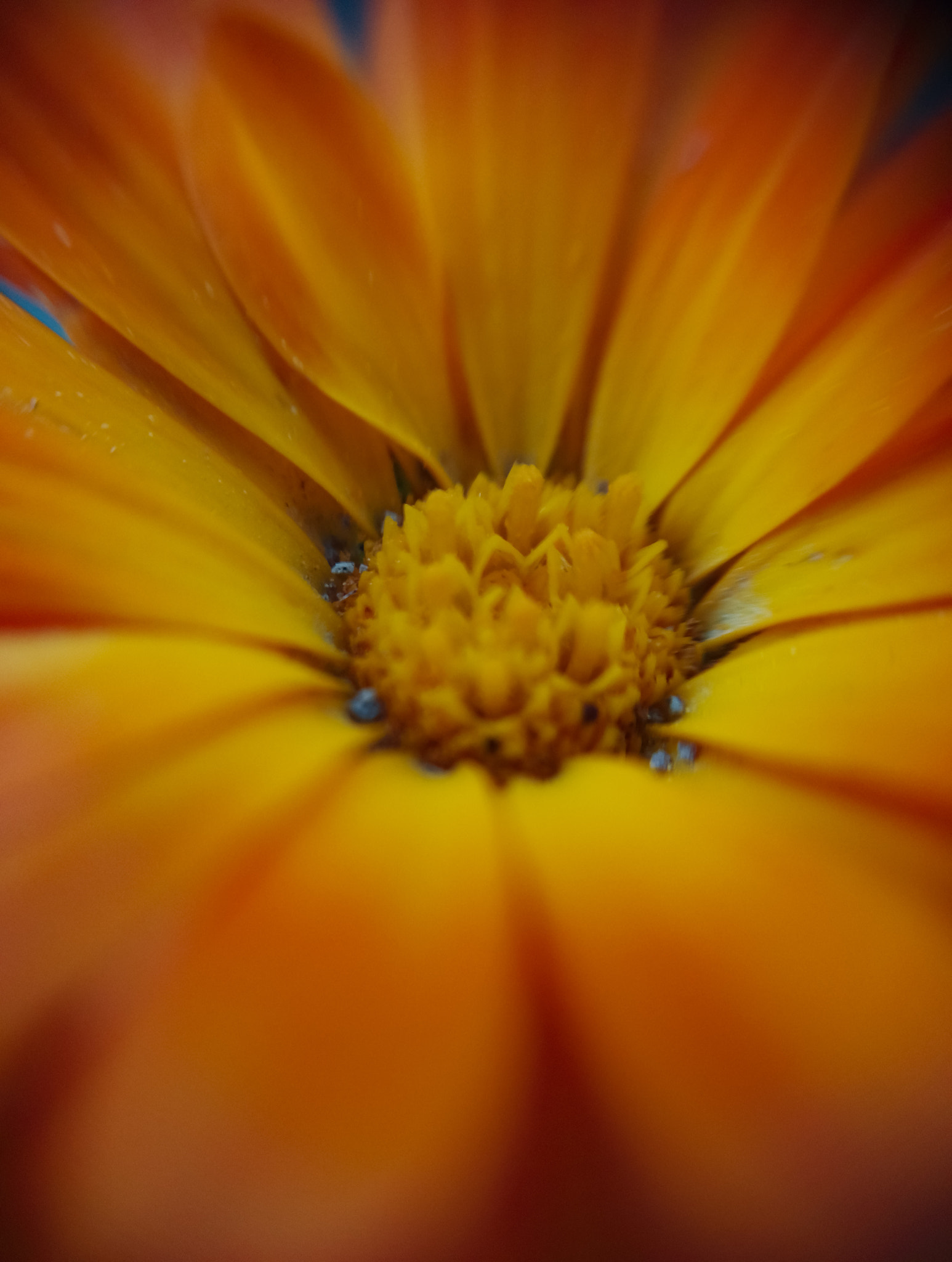 HUAWEI Honor 7 sample photo