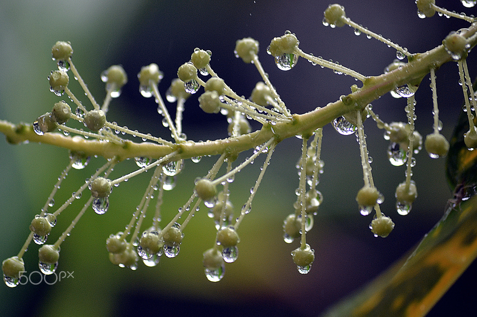 Nikon D3100 sample photo. The rain photography