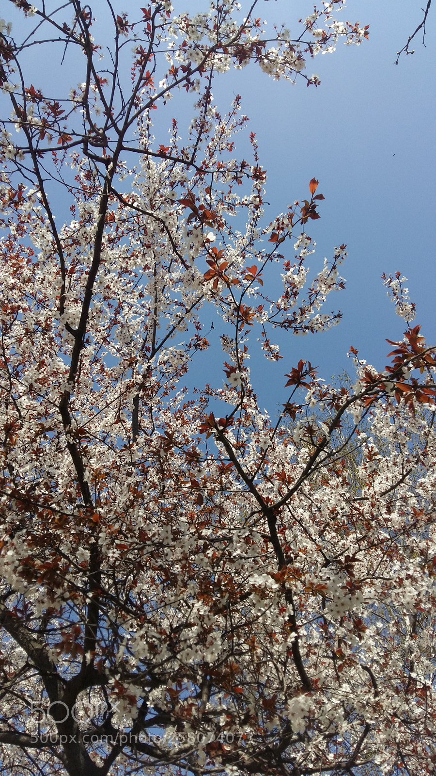 Samsung Galaxy A5 sample photo. Blossom... photography