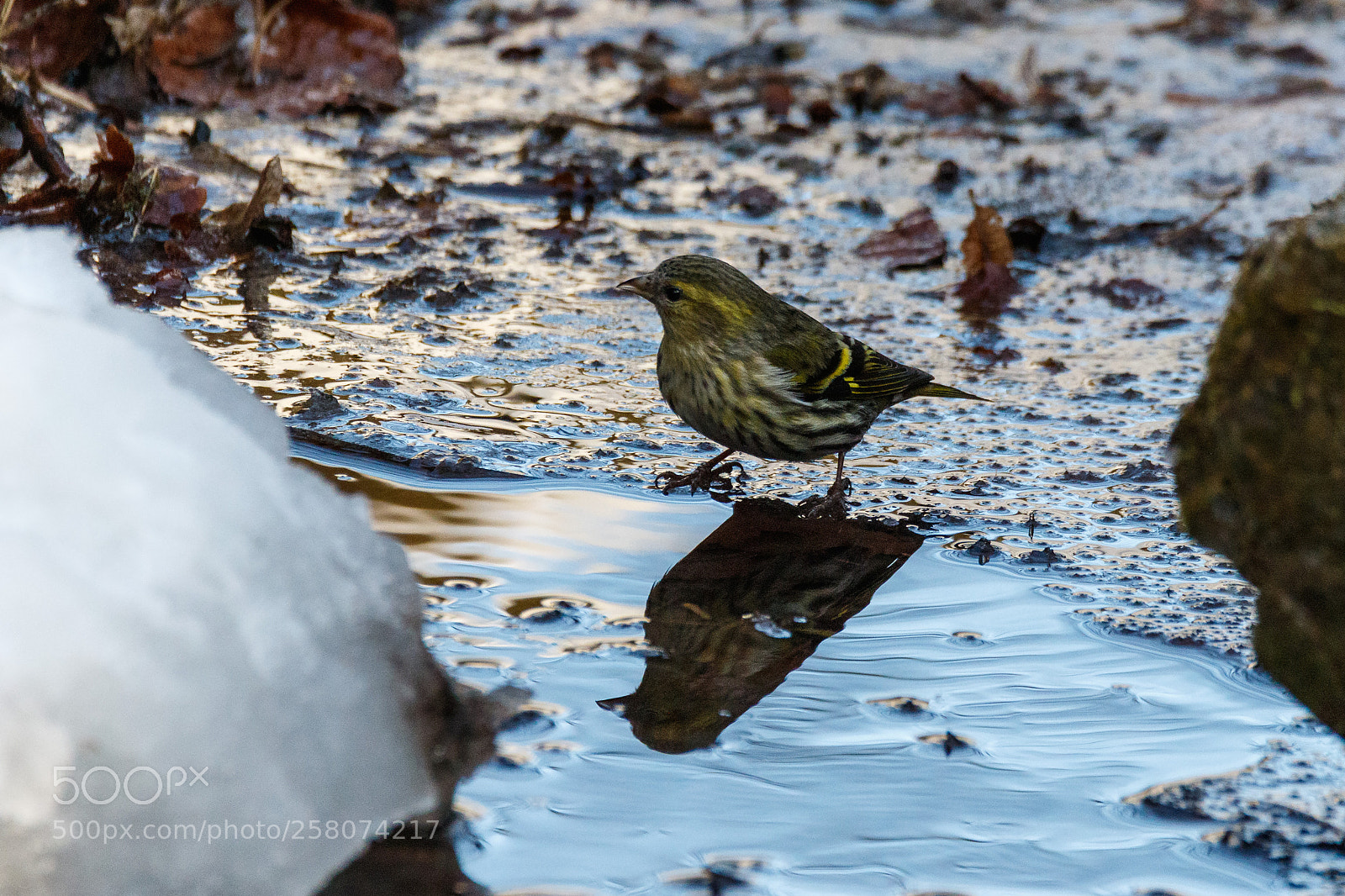 Canon EOS 7D Mark II sample photo. Bath day photography
