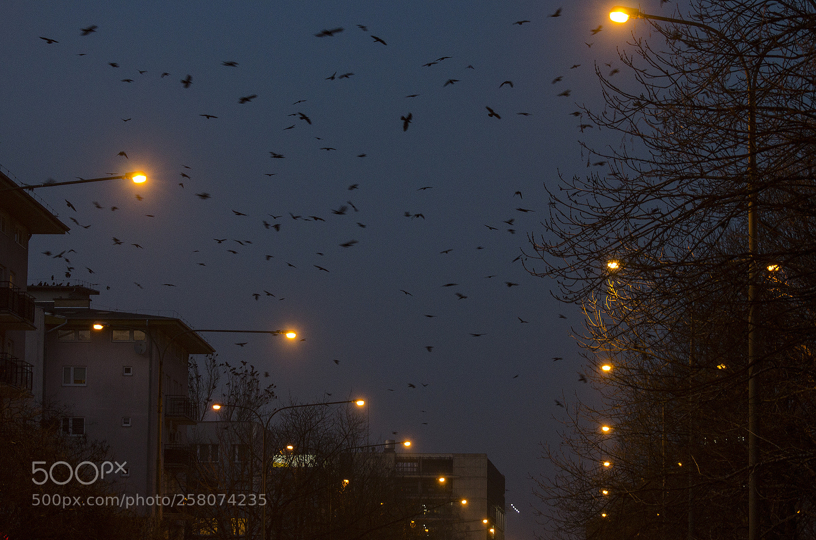 Nikon D5100 sample photo. Wild urban creatures exploring photography