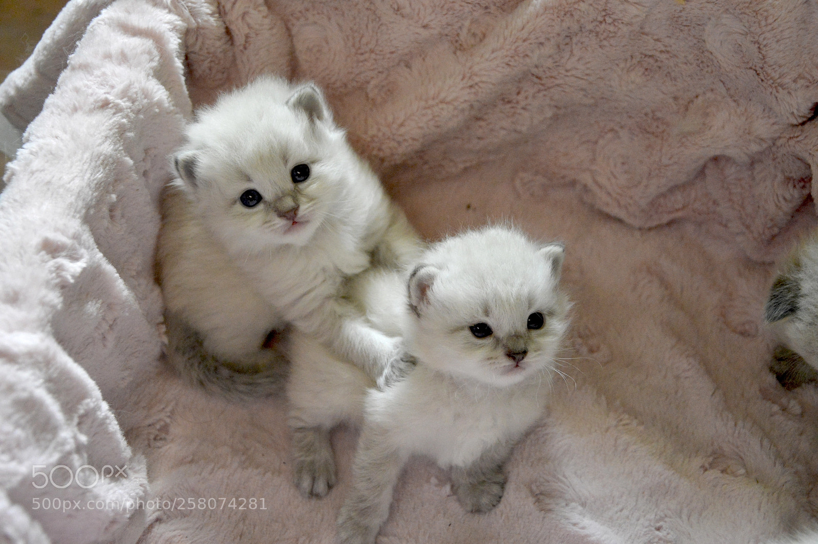 Nikon D3200 sample photo. Two litlle brothers photography