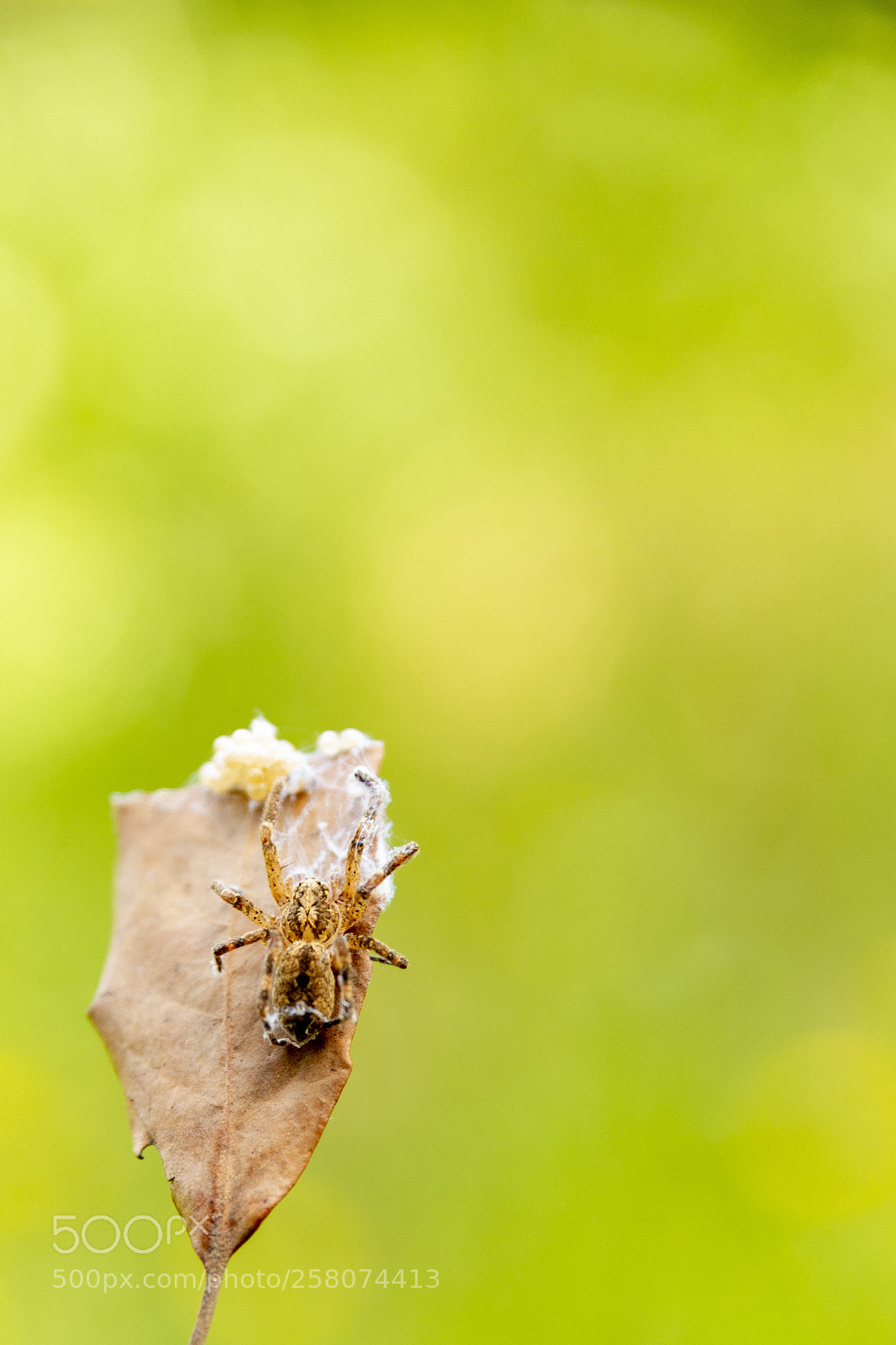 Nikon D610 sample photo. Tejiendo la cuna. weaving photography
