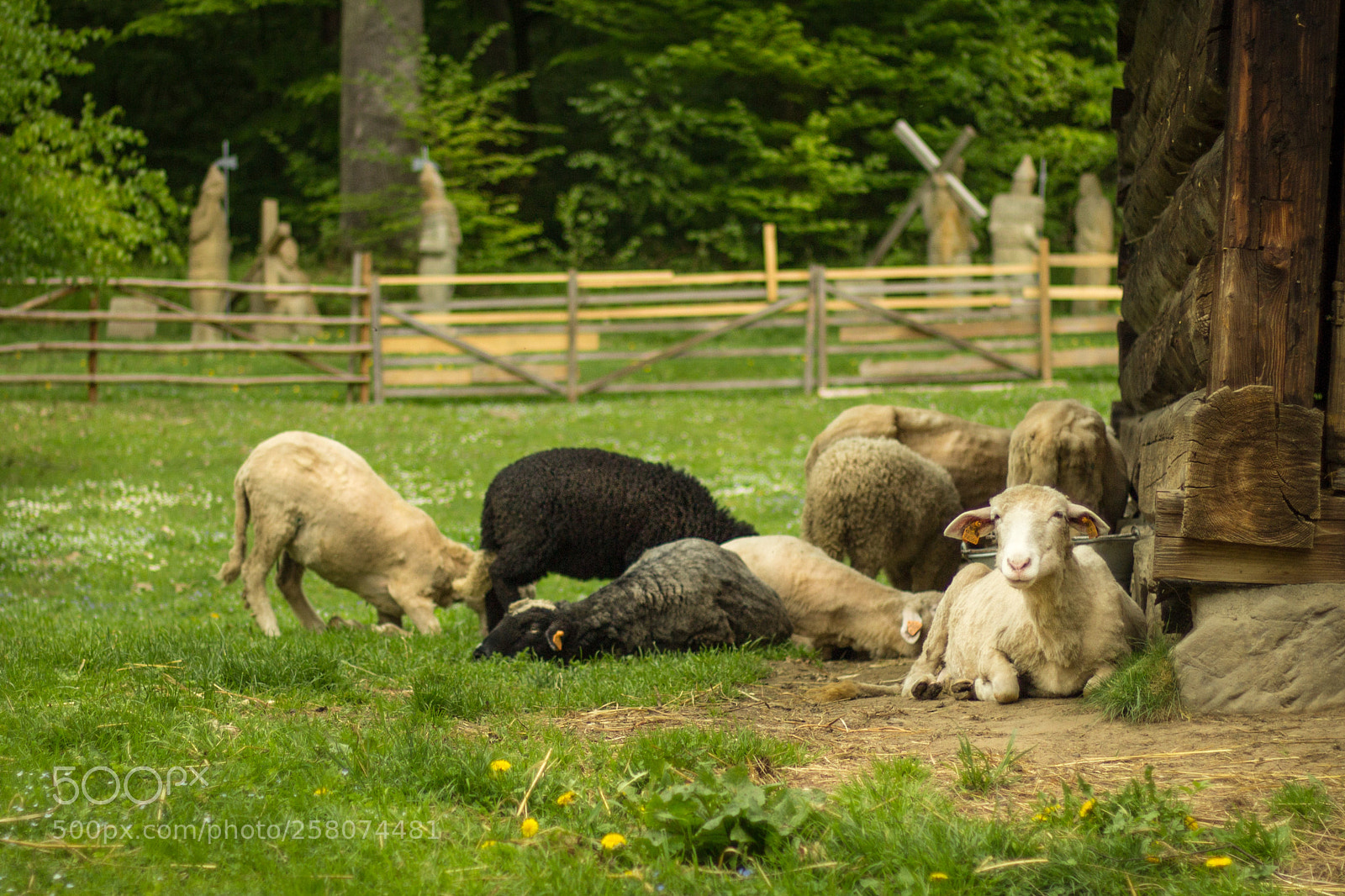 Canon EOS 600D (Rebel EOS T3i / EOS Kiss X5) sample photo. Skansen sanok xi photography