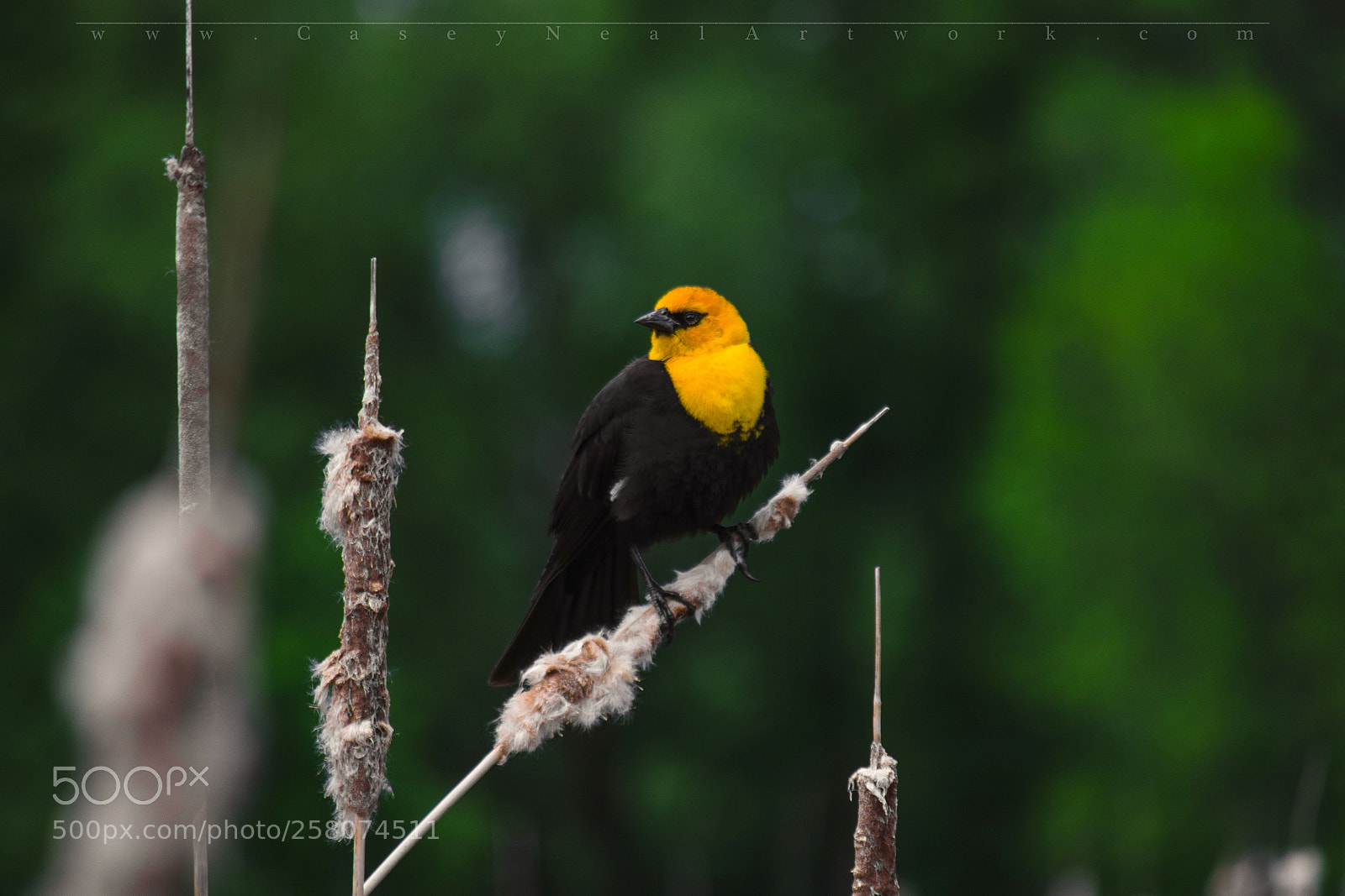 Nikon D5100 sample photo. Yellow headed blackbird photography