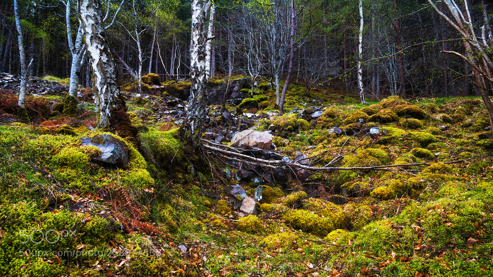 Nikon D7100 sample photo. Wet spring in loch photography