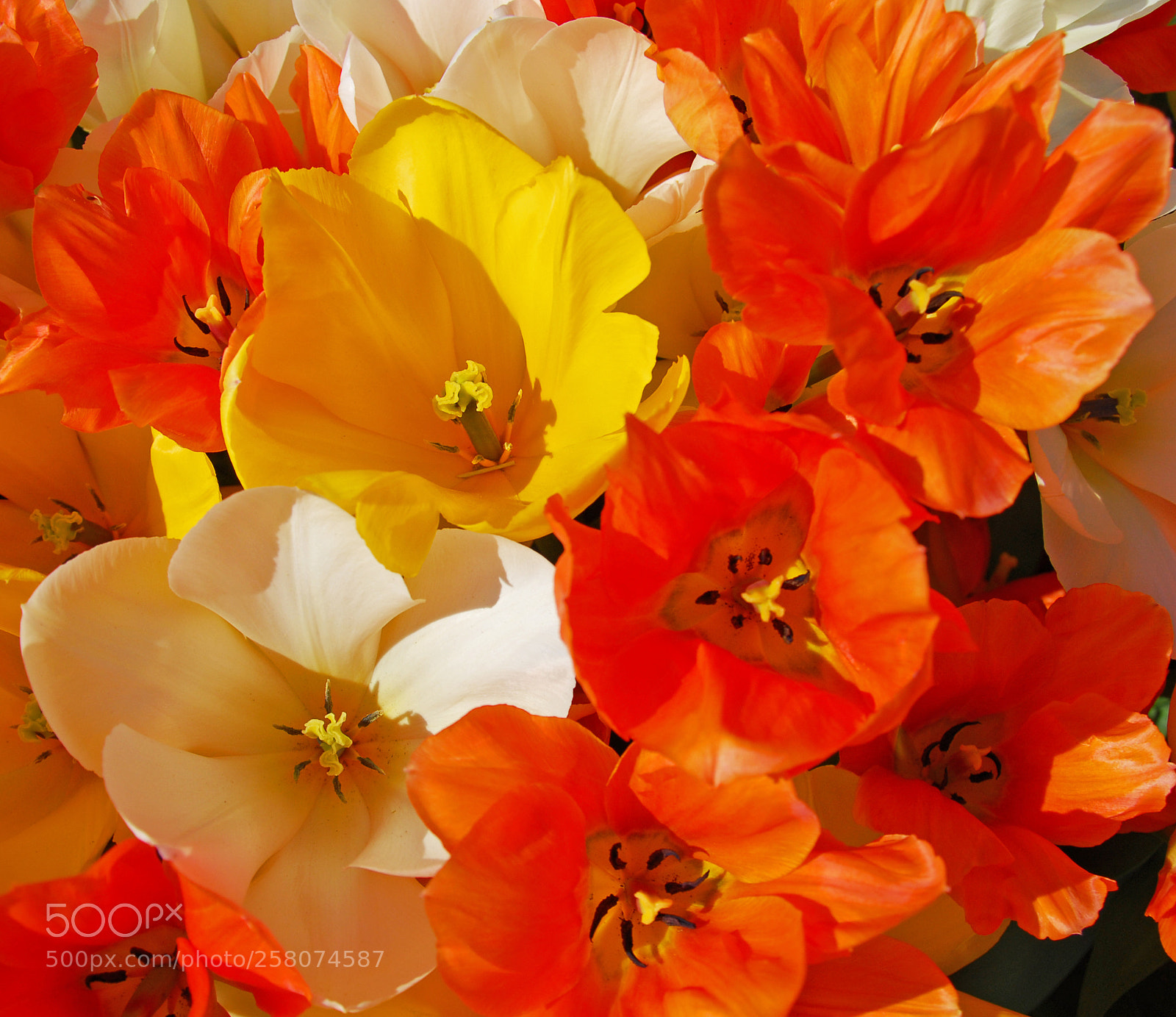 Nikon D200 sample photo. Flowers photography