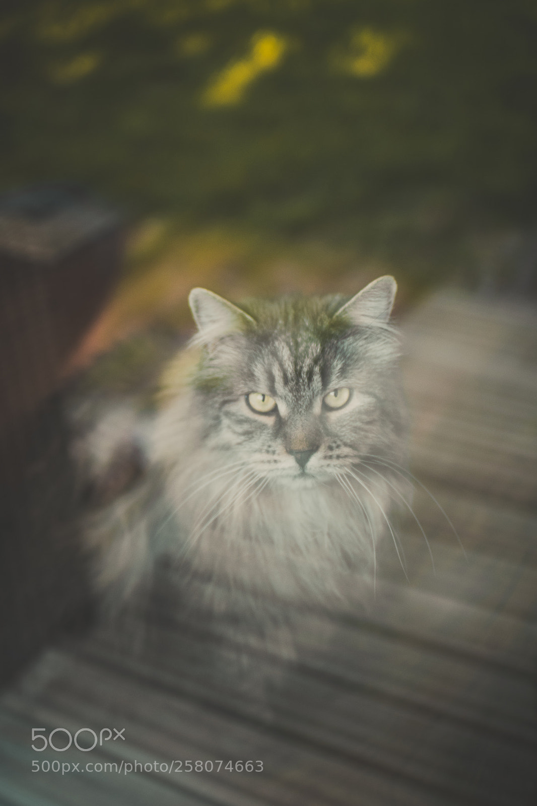 Nikon D3300 sample photo. Behind the window photography