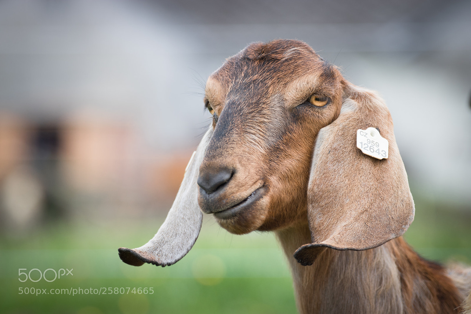 Canon EOS 750D (EOS Rebel T6i / EOS Kiss X8i) sample photo. Goat :) photography