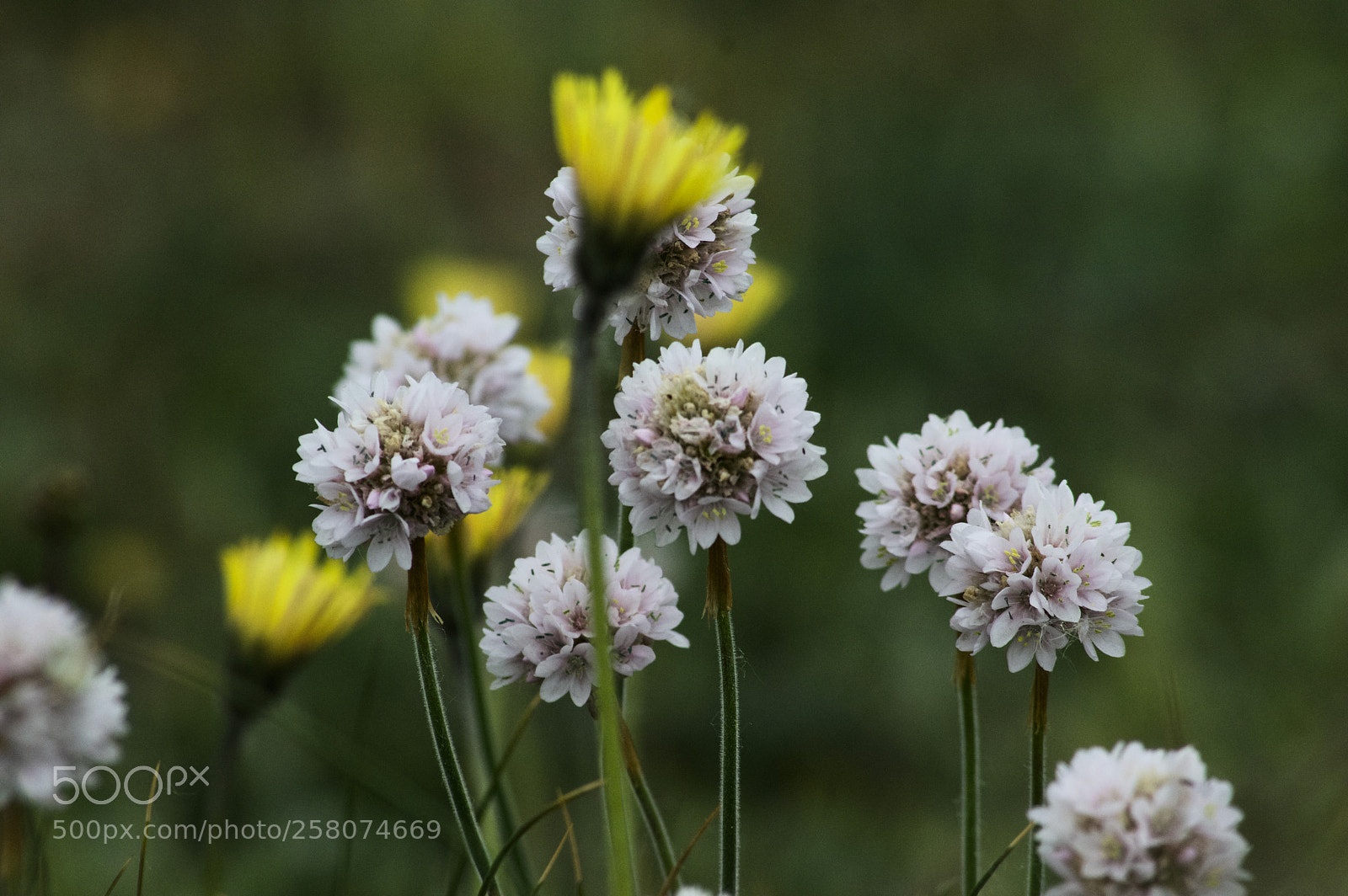 Pentax K-3 sample photo. Concentration photography