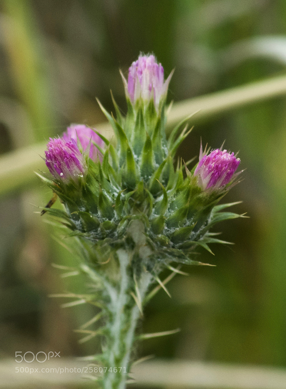 Pentax K-3 sample photo. Fourche de piquants photography