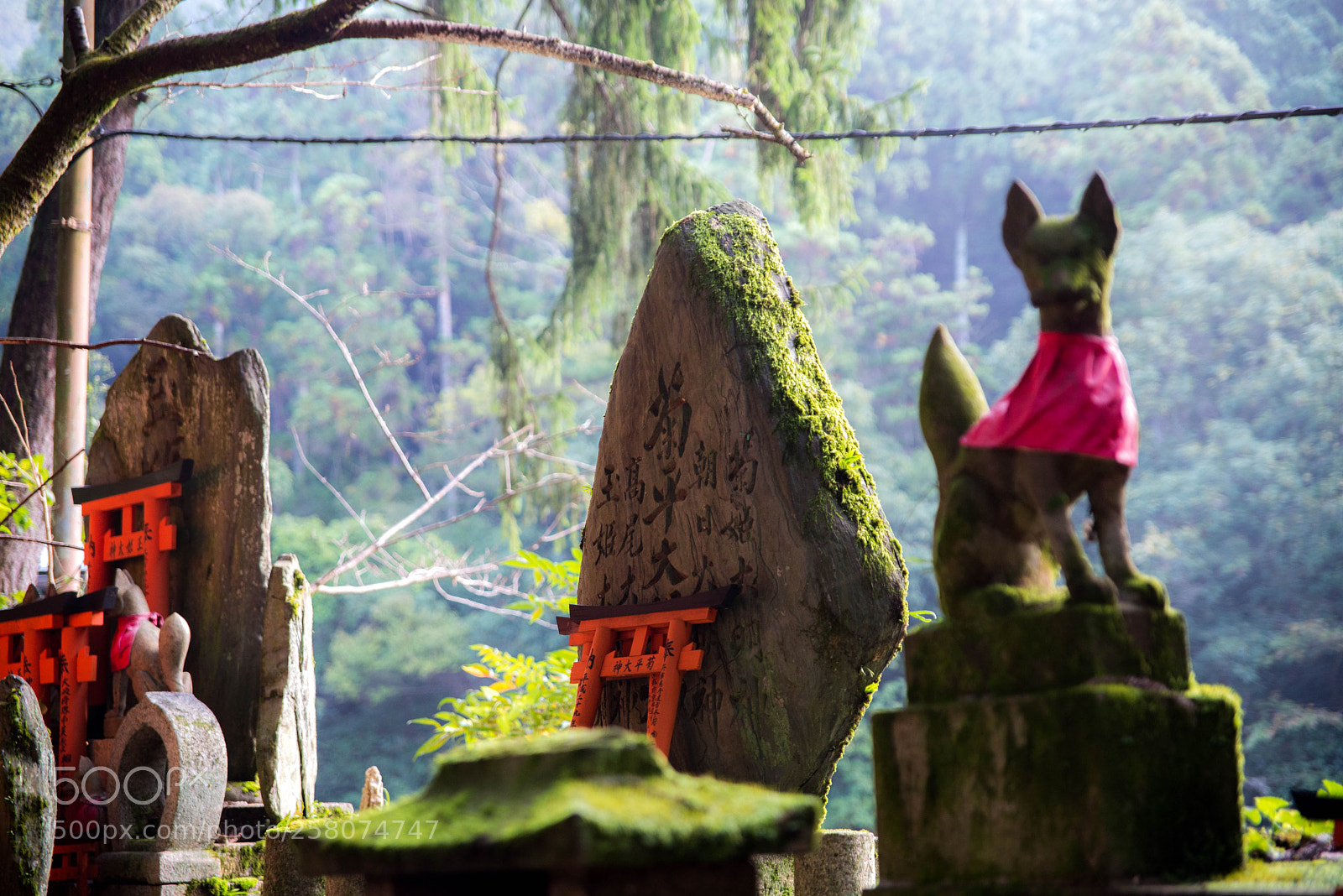 Nikon D610 sample photo. Forest shrine photography