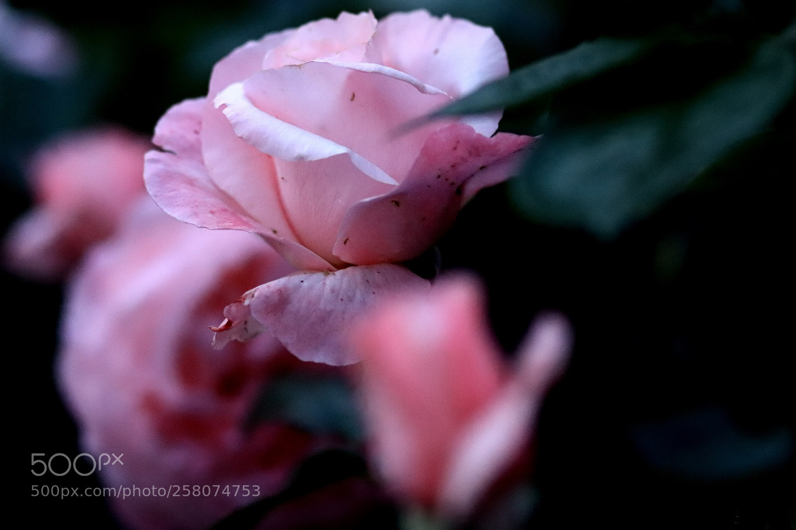 Canon EOS 800D (EOS Rebel T7i / EOS Kiss X9i) sample photo. Roses photography