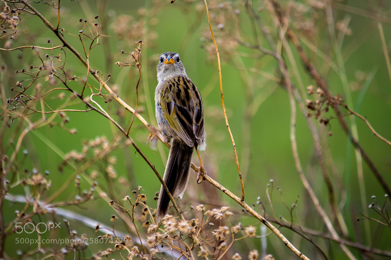 Nikon D7100 sample photo. Wedge-tailed grass-finch (emberizoides herbicola) photography