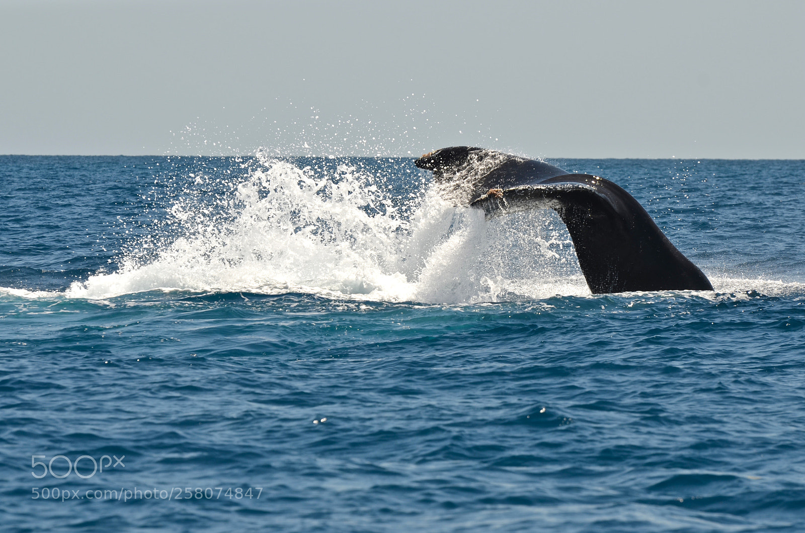 Nikon D7000 sample photo. Dive photography