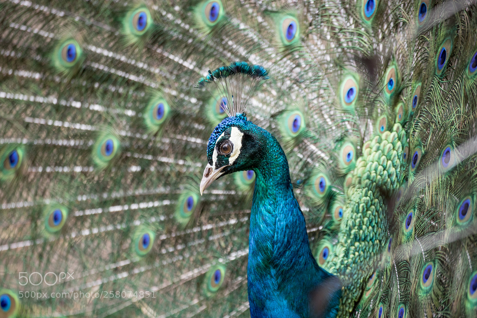 Canon EOS 750D (EOS Rebel T6i / EOS Kiss X8i) sample photo. Peacock named gucci :) photography