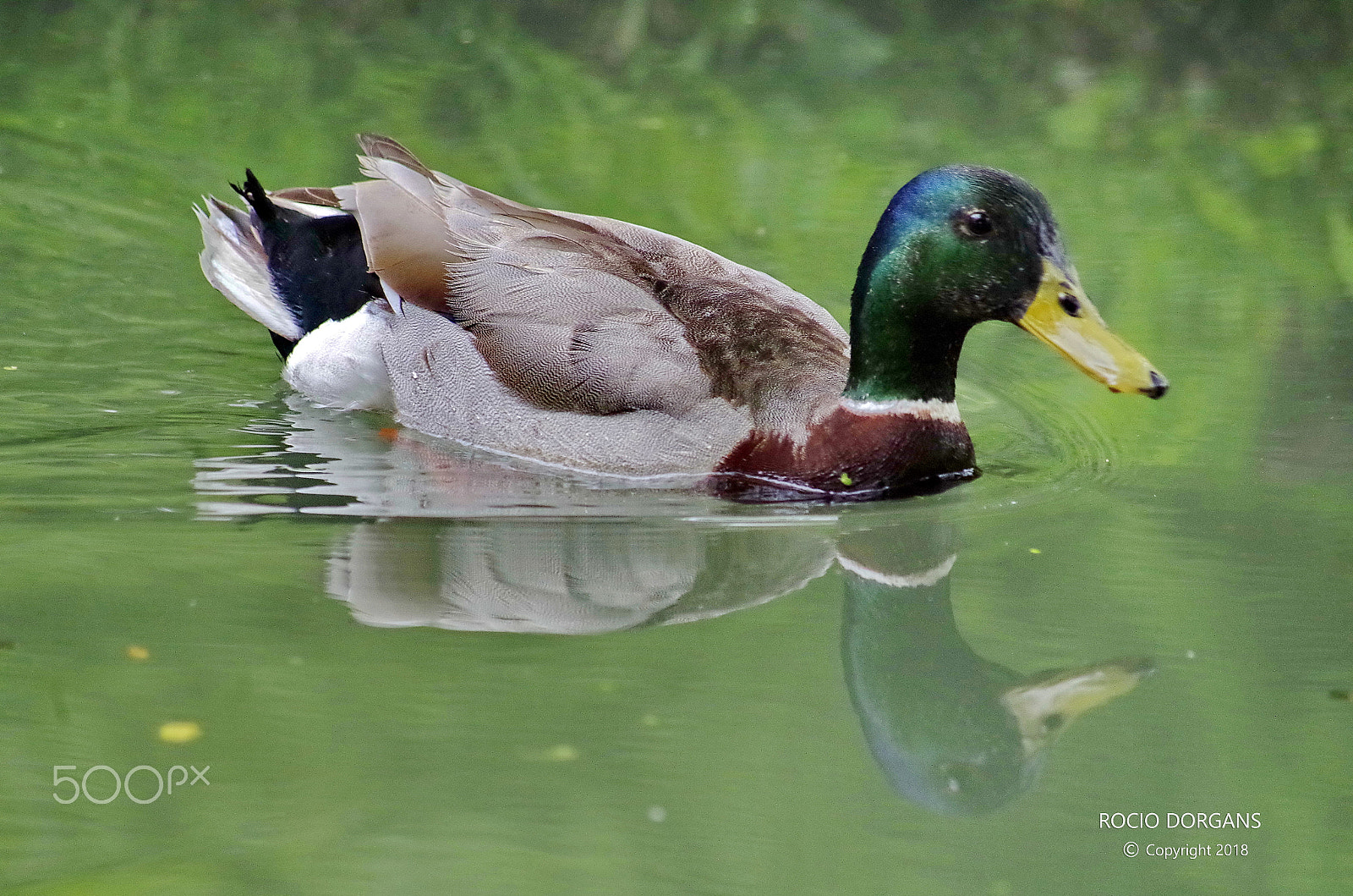 Pentax K-30 + smc PENTAX-DA L 50-200mm F4-5.6 ED sample photo. Duck photography