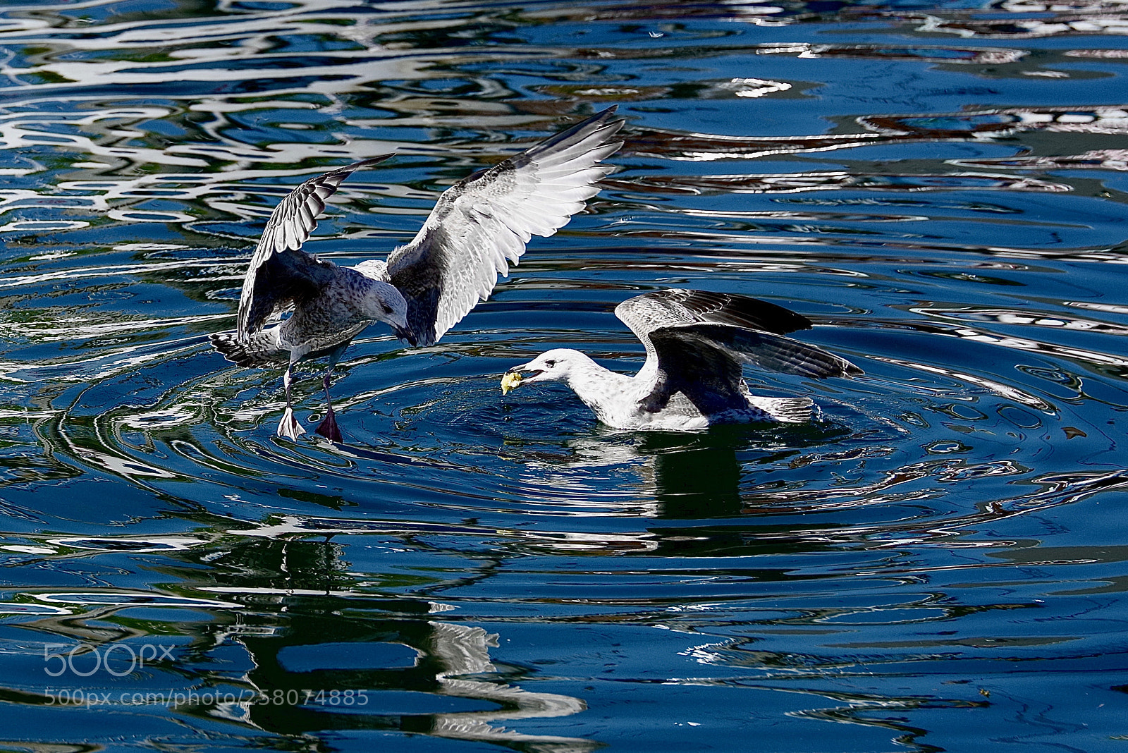 Pentax K-1 sample photo. Seagulls at lunch photography
