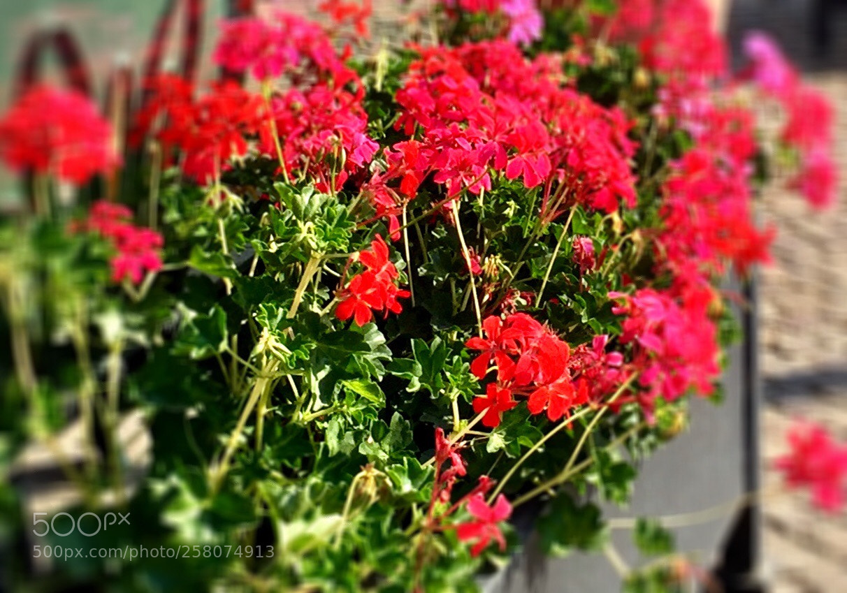 Apple iPhone 6 sample photo. Untitled photography