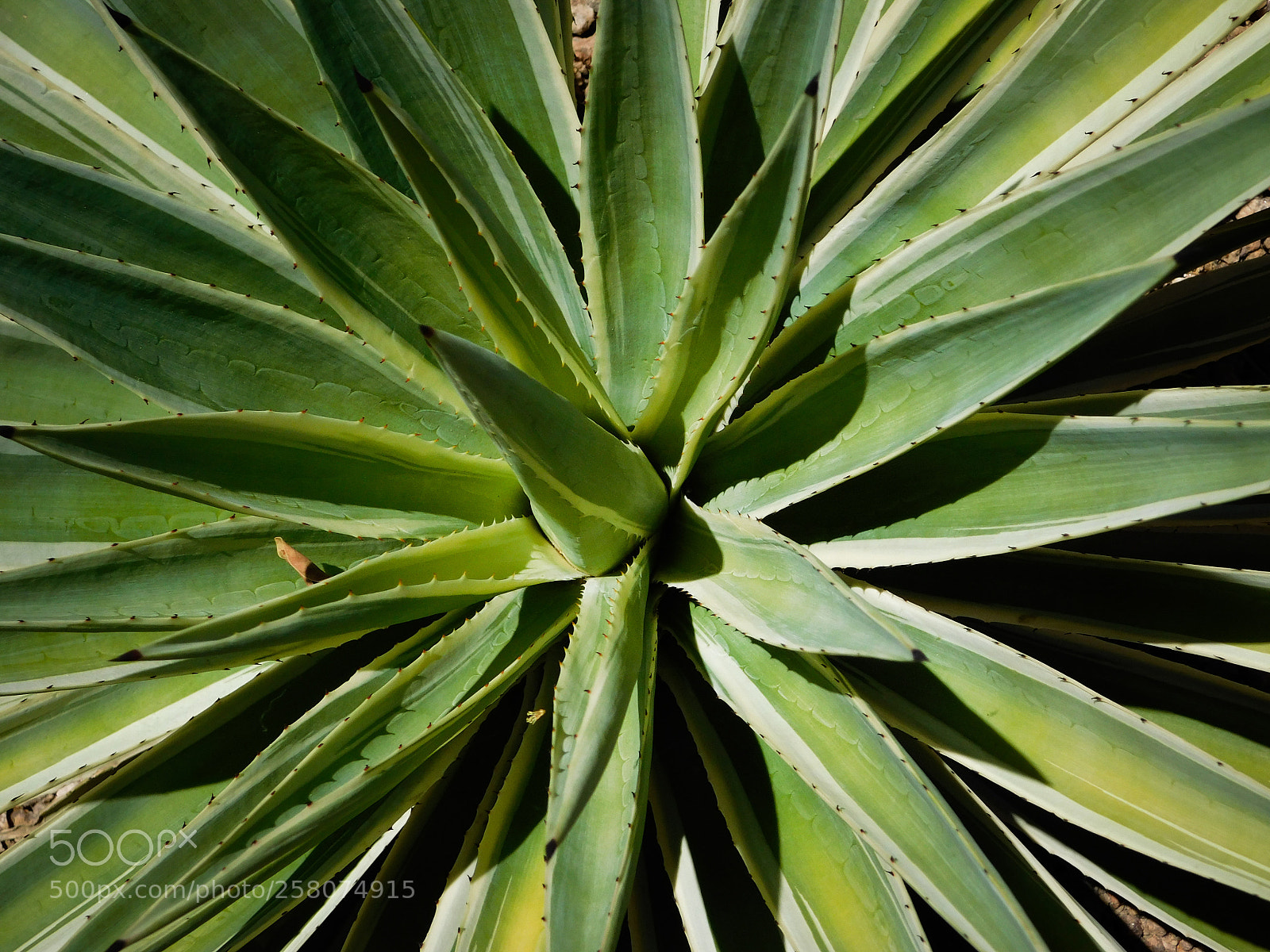 Nikon Coolpix B500 sample photo. Symmetrical agave photography